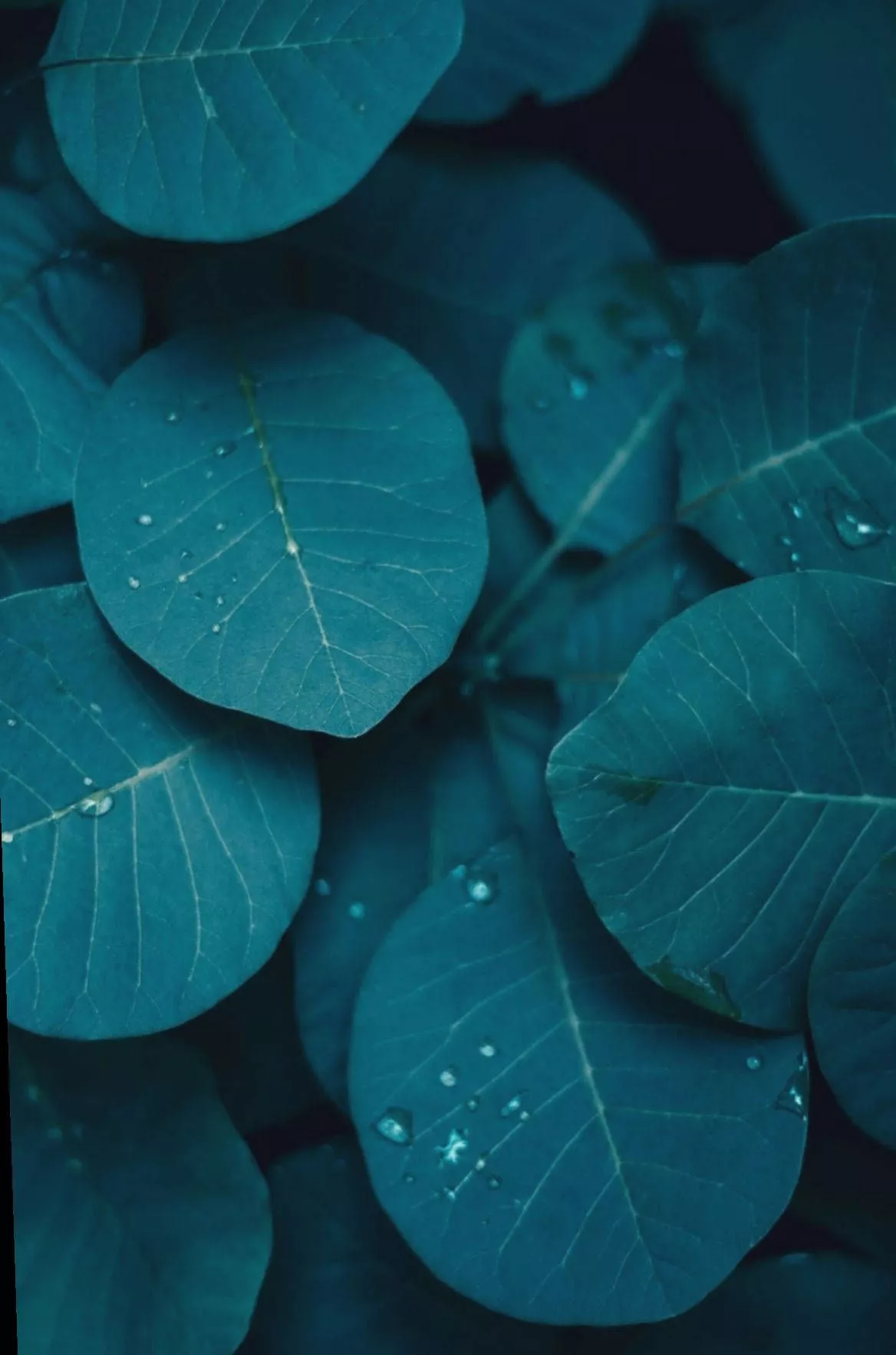 Dark Teal iPhone Wallpaper