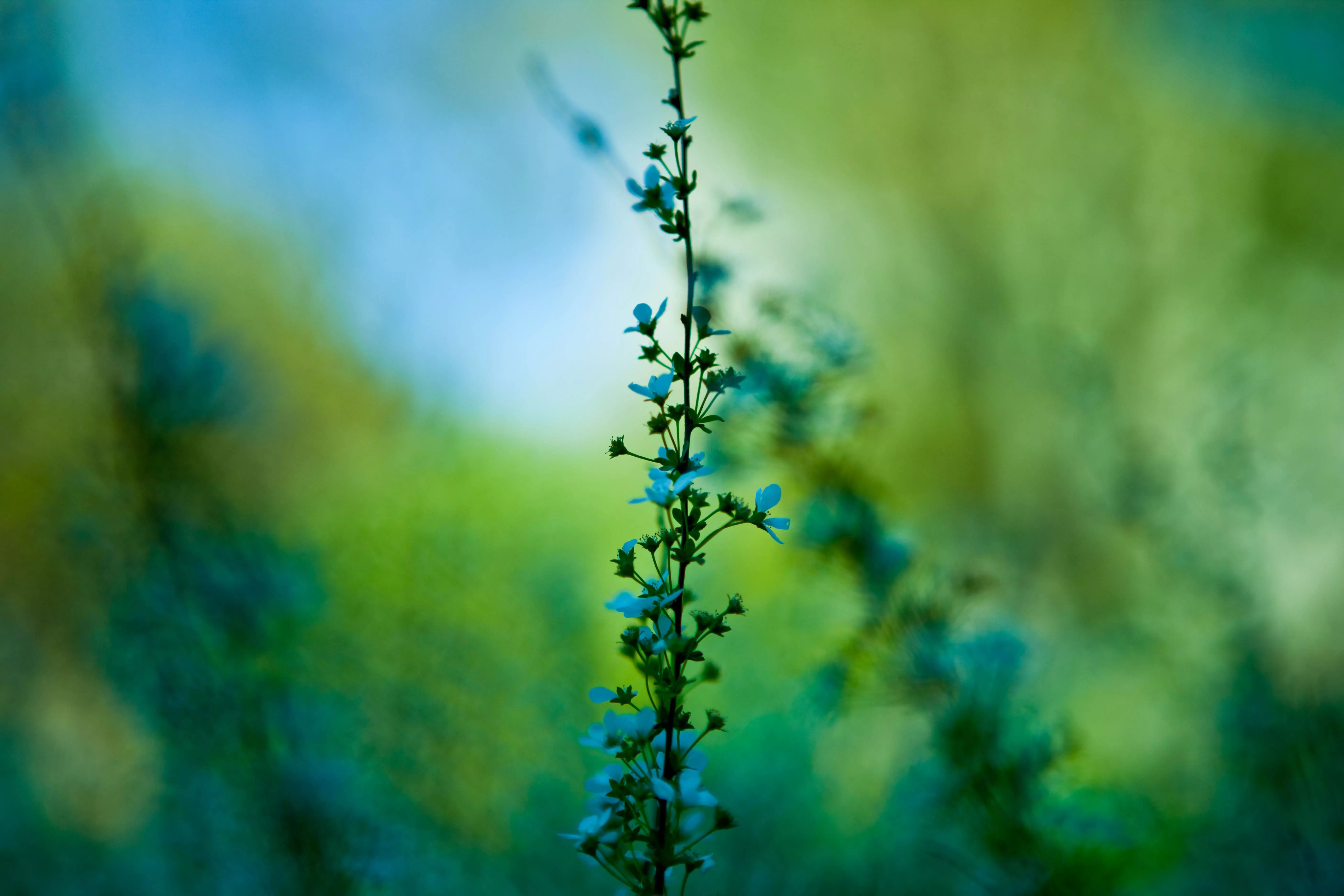 Photography Macro 4k Ultra HD Wallpaper