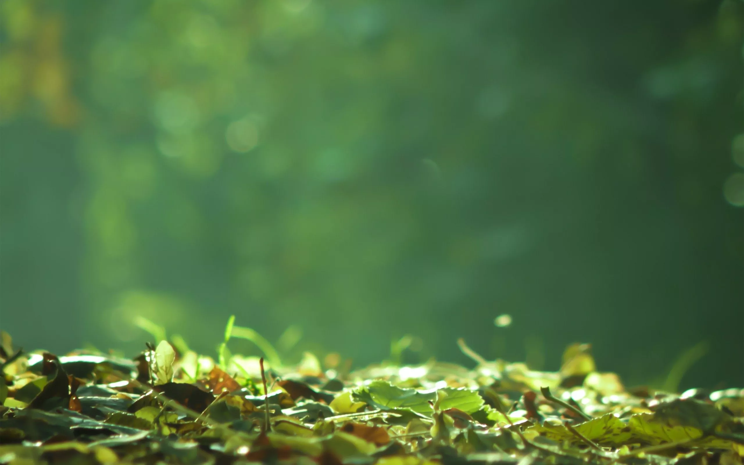 Download Photography Macro HD Wallpaper