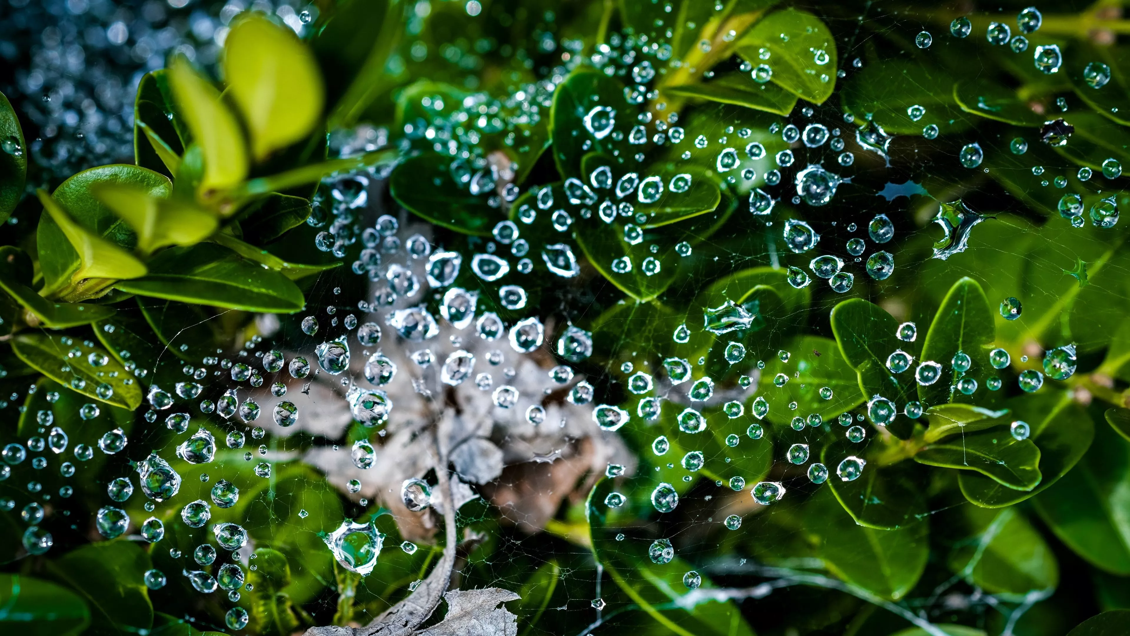 water drops, leaves, green, blur, macro