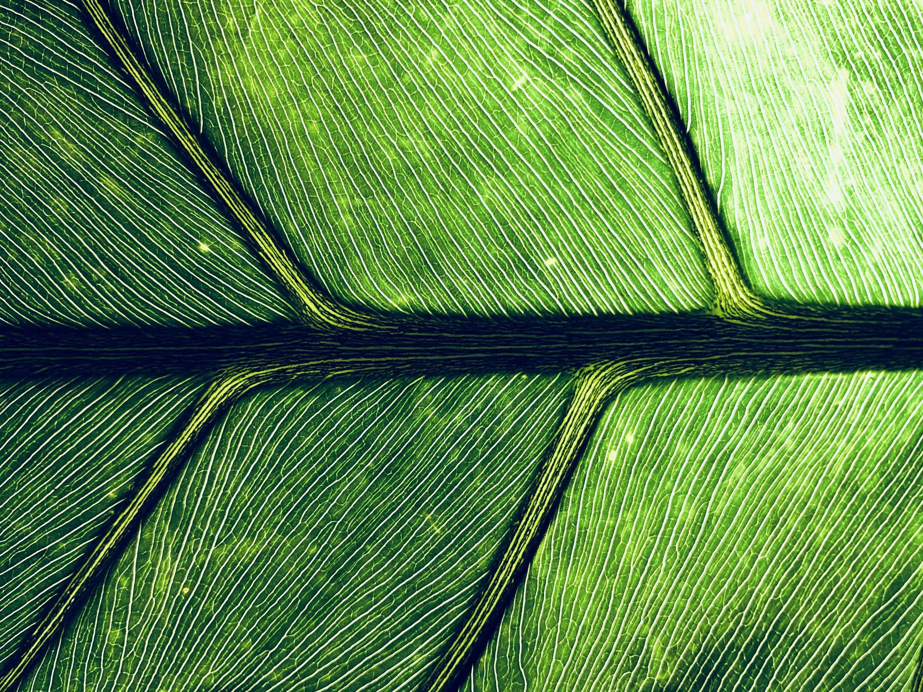 Macro photography of green leaf photo