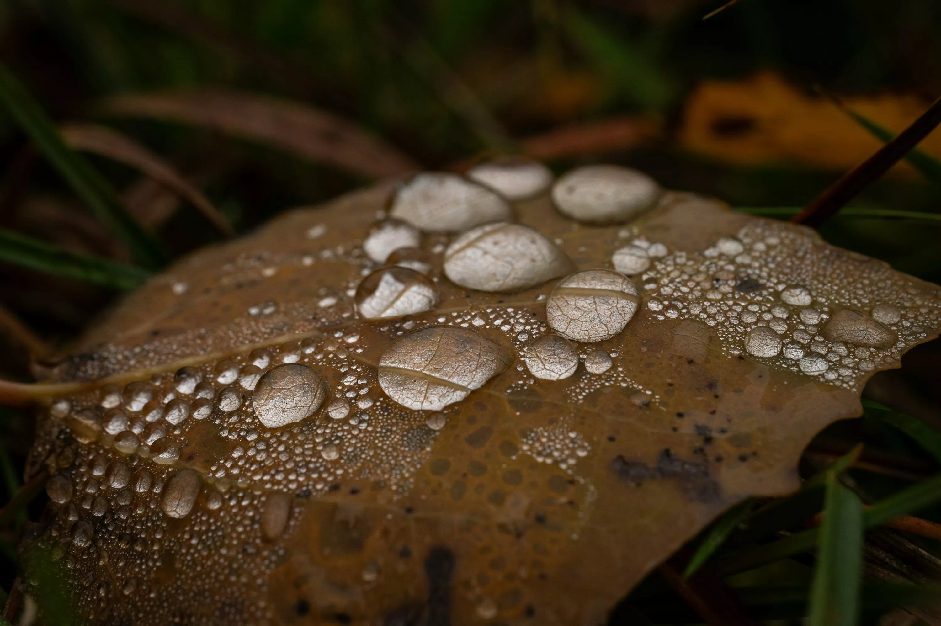 Macro Leaf Picture. Download Free