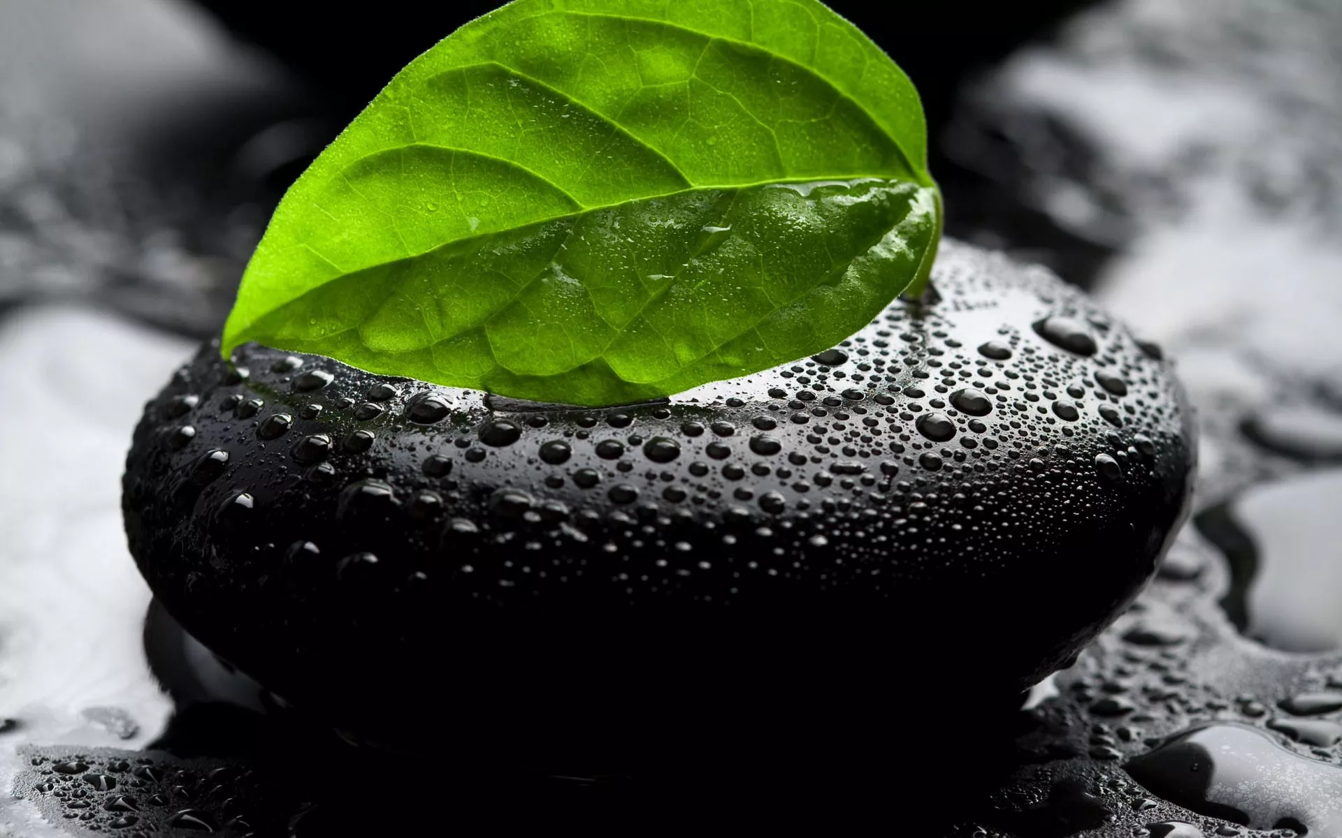 Wallpaper leaves, water, drops, macro