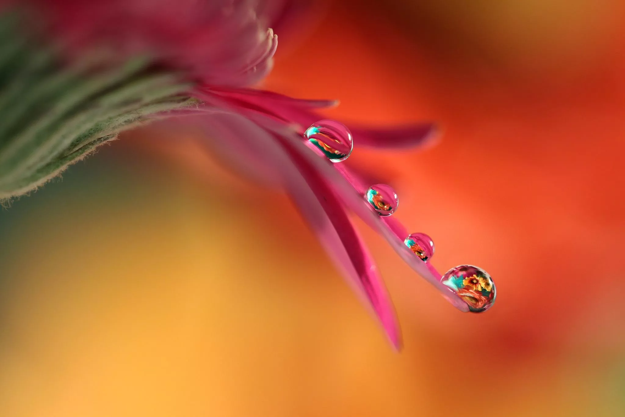 Download Flower Reflection Macro Nature