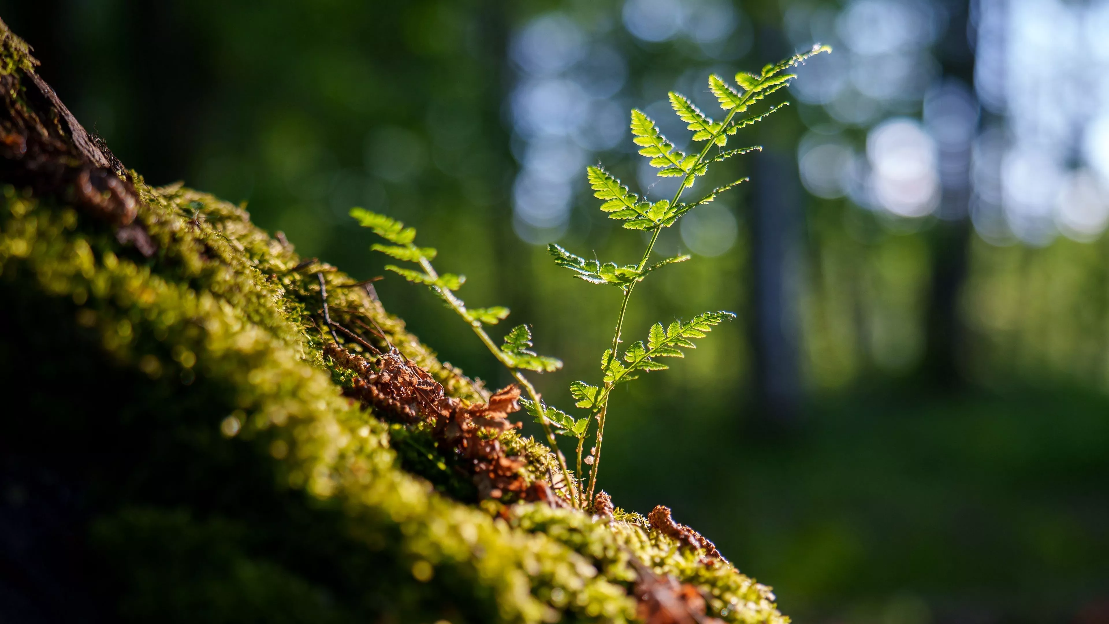 Green Leaves Fern Sprout Moss Macro