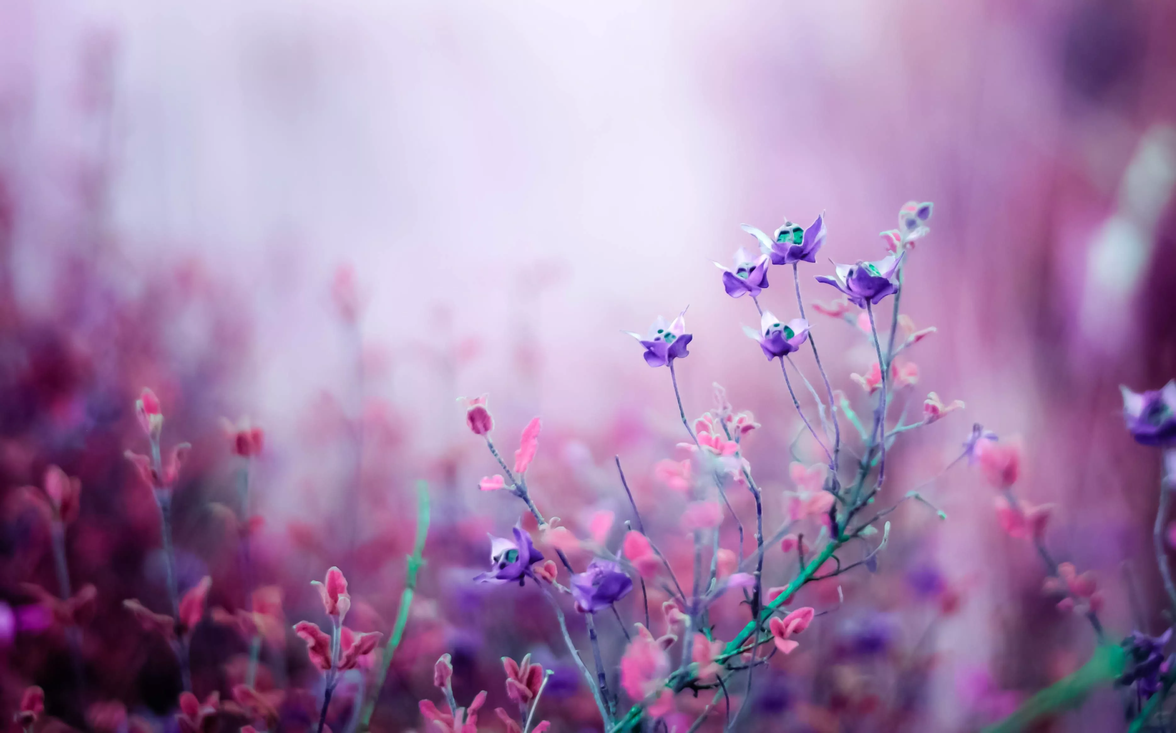 Wallpaper macro, nature, Flowers, pink