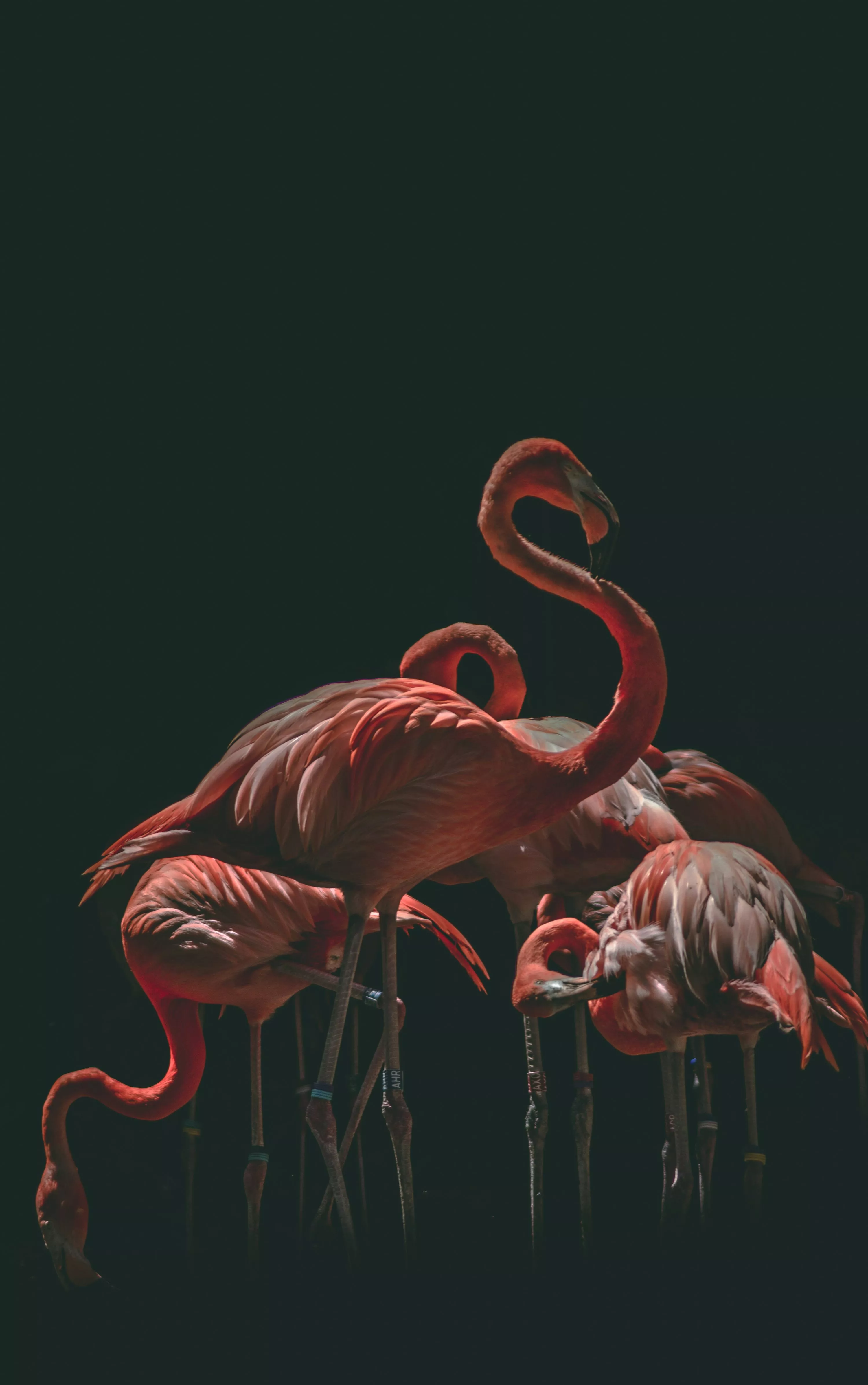 Flamingo Wallpaper: Free HD Download