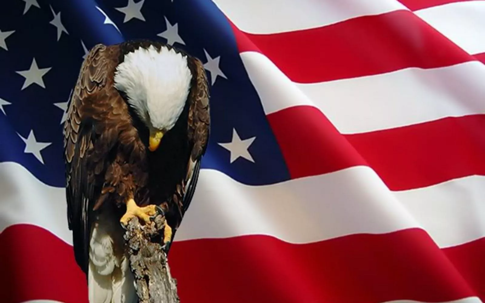 Bald Eagle on American Flag HD Wallpaper