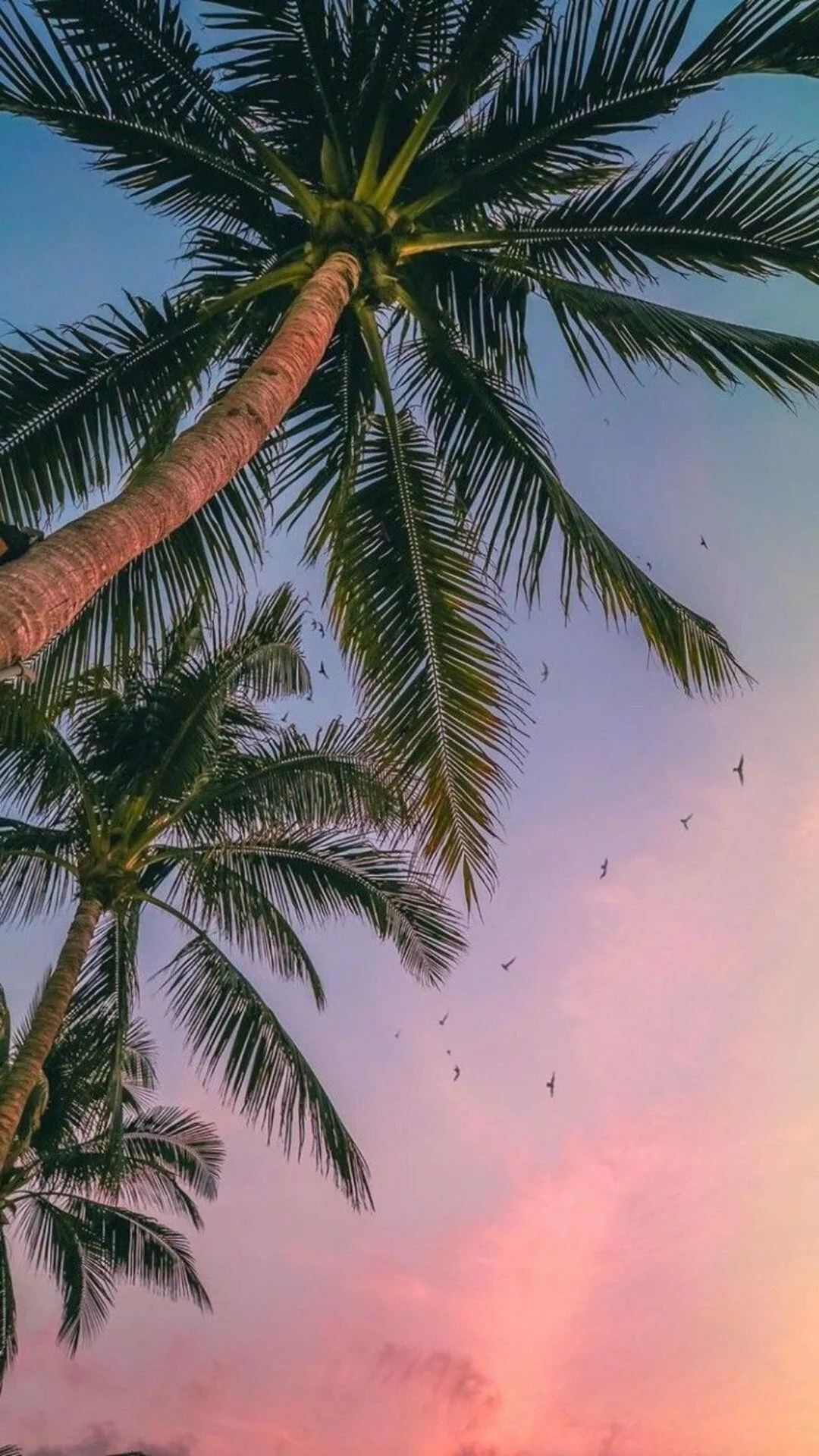 Palm Tree Wallpaper