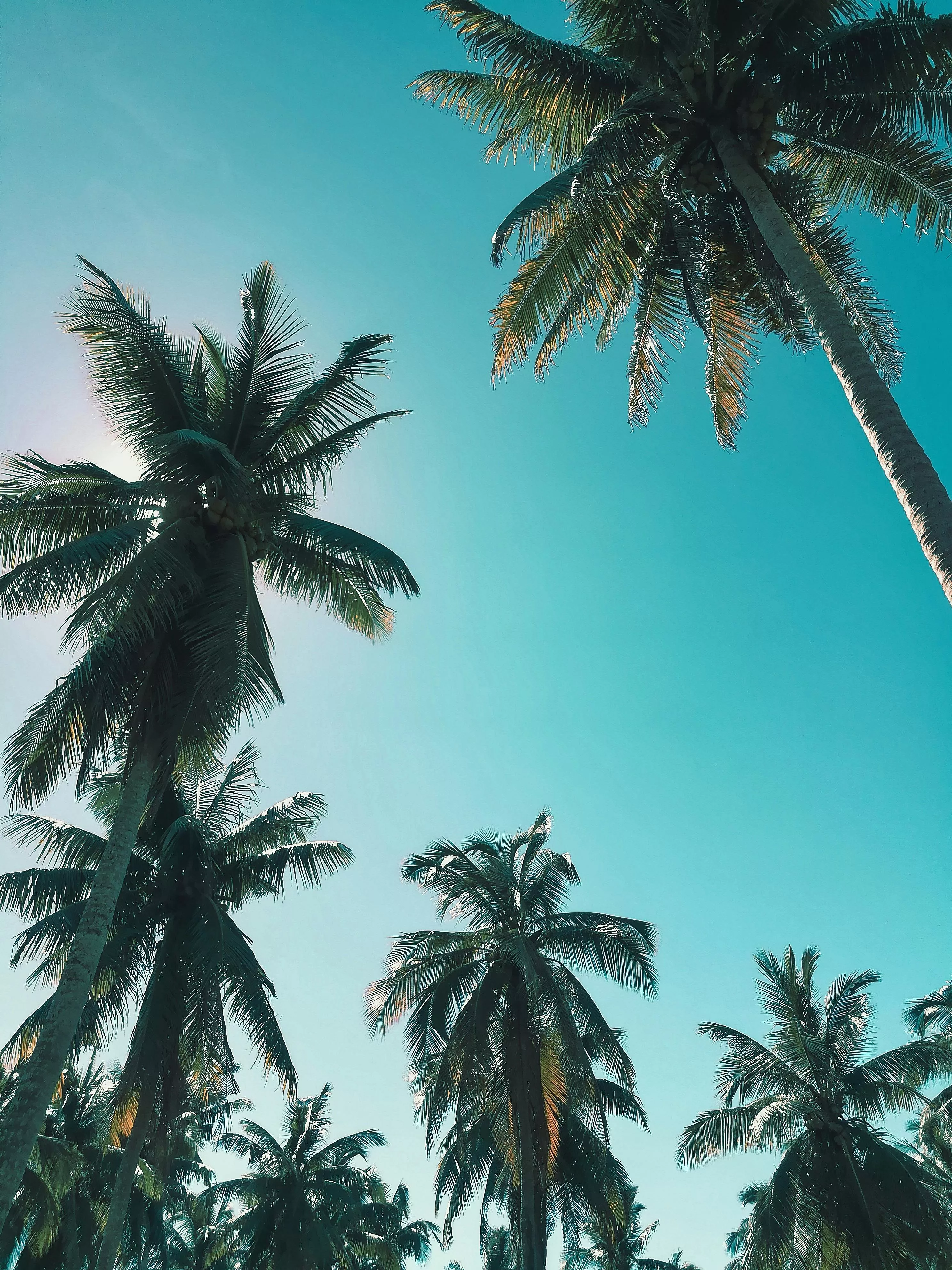 Palm Trees · Free