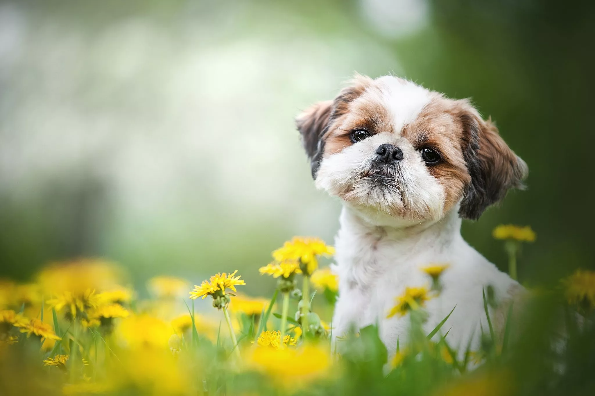Download Dog Animal Shih Tzu HD Wallpaper
