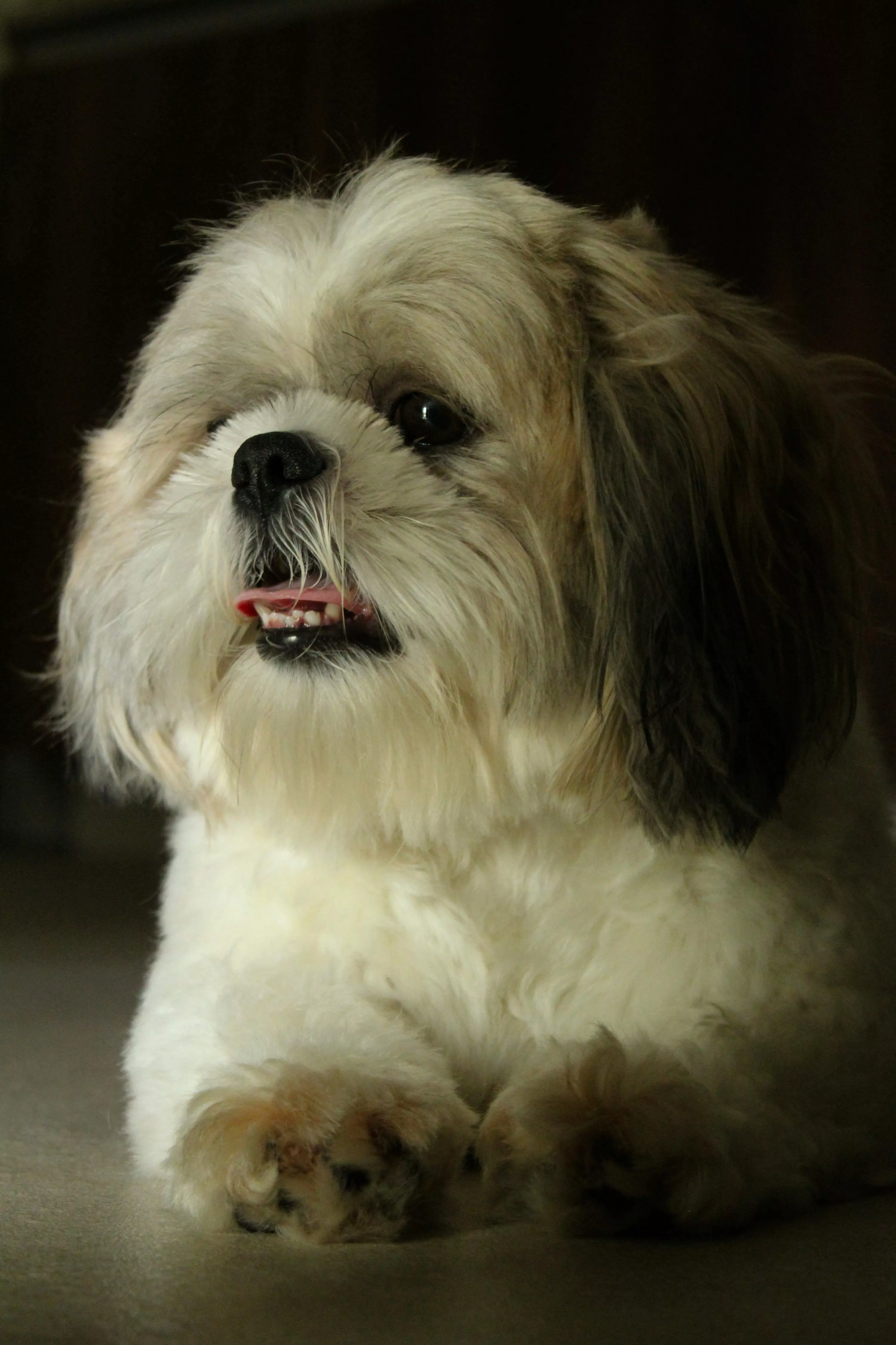 Shihtzu Picture. Download Free Image