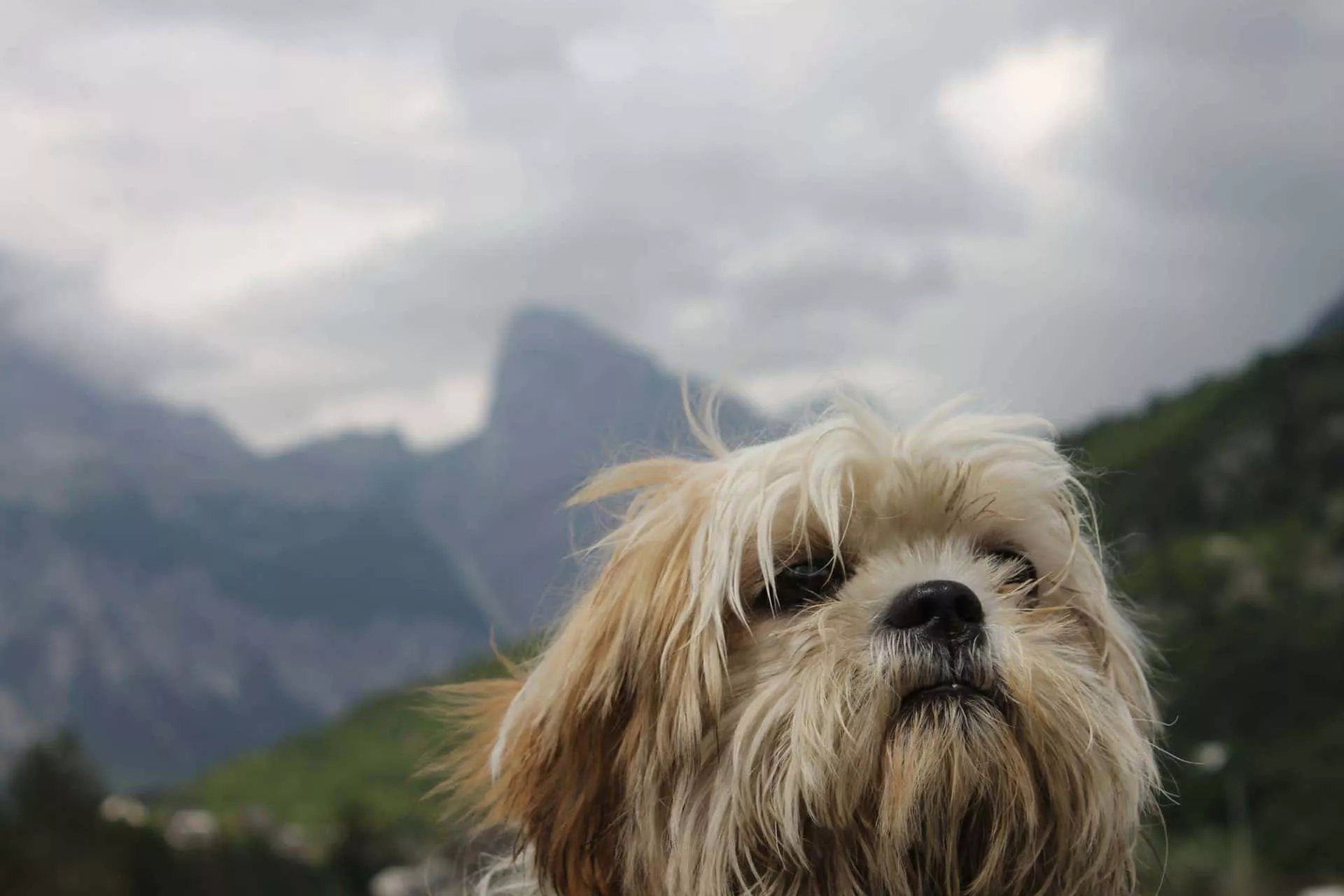 Shih Tzu Wallpaper