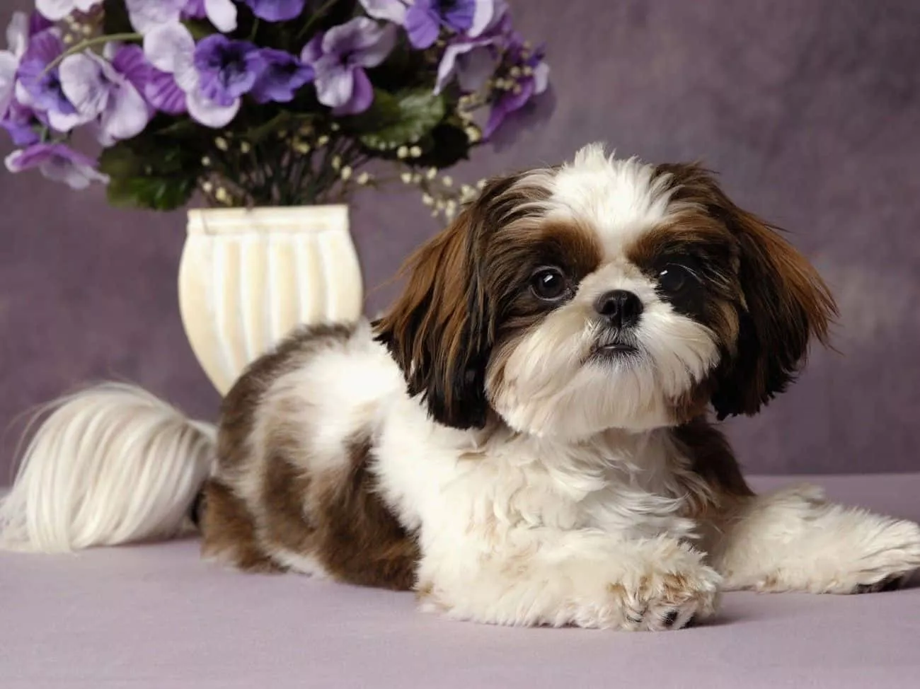 Shih Tzu Picture