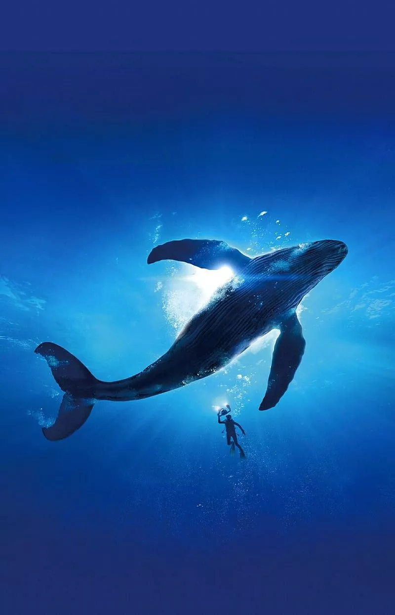 HD whale anime wallpaper