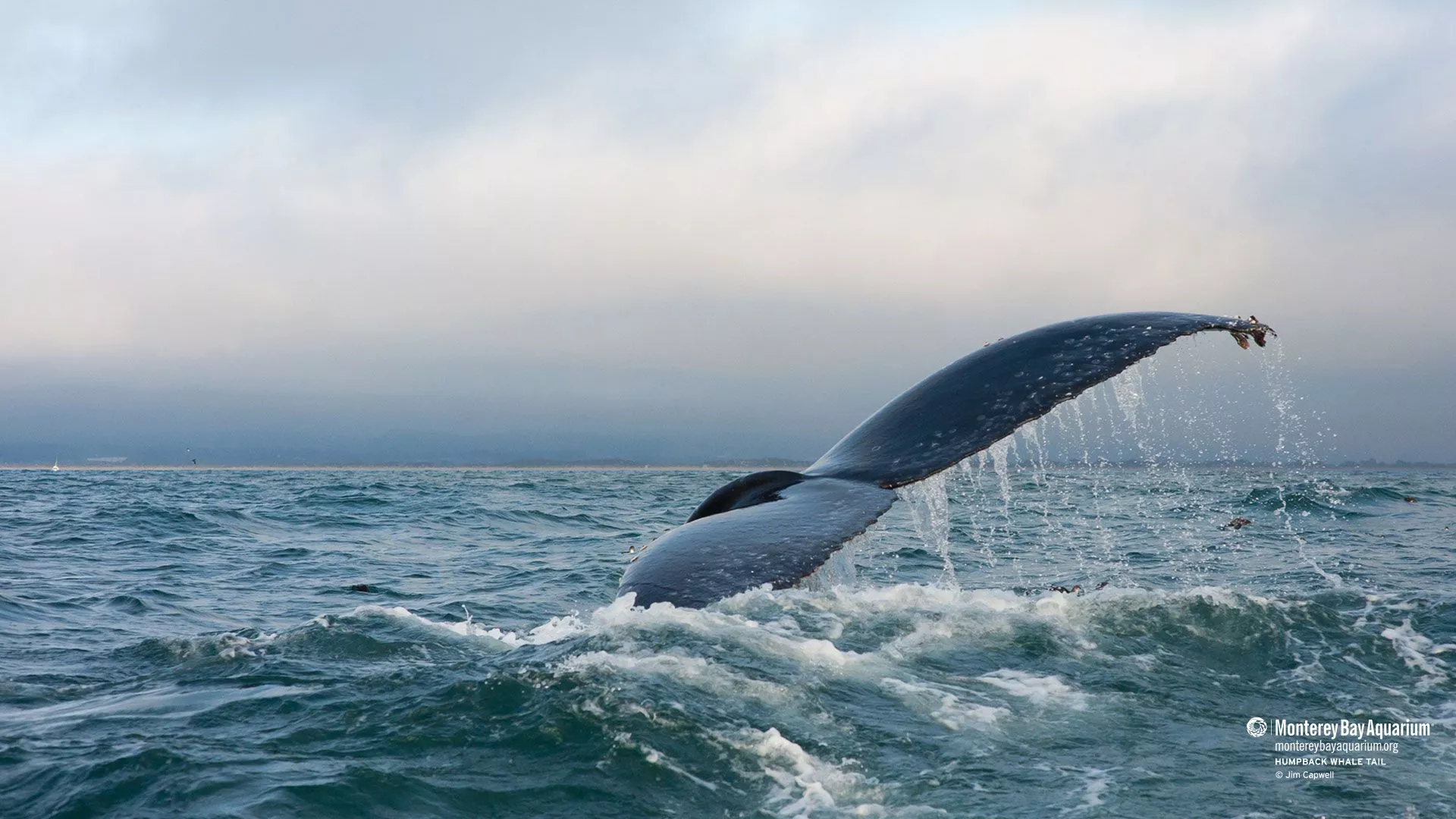 Humpback whale tail. Wallpaper