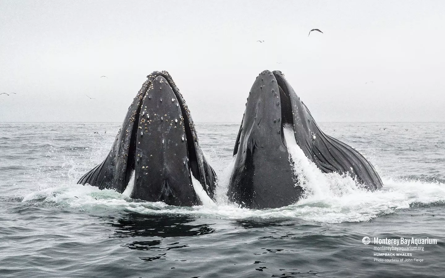 Humpback whales. Wallpaper. Monterey