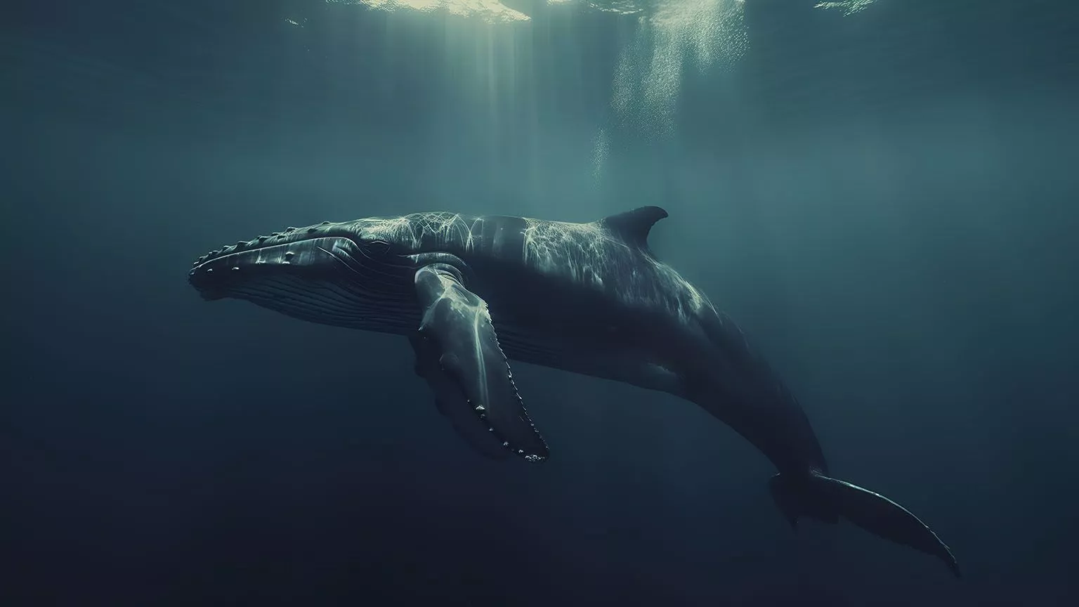 Aesthetic Whale Underwater Desktop