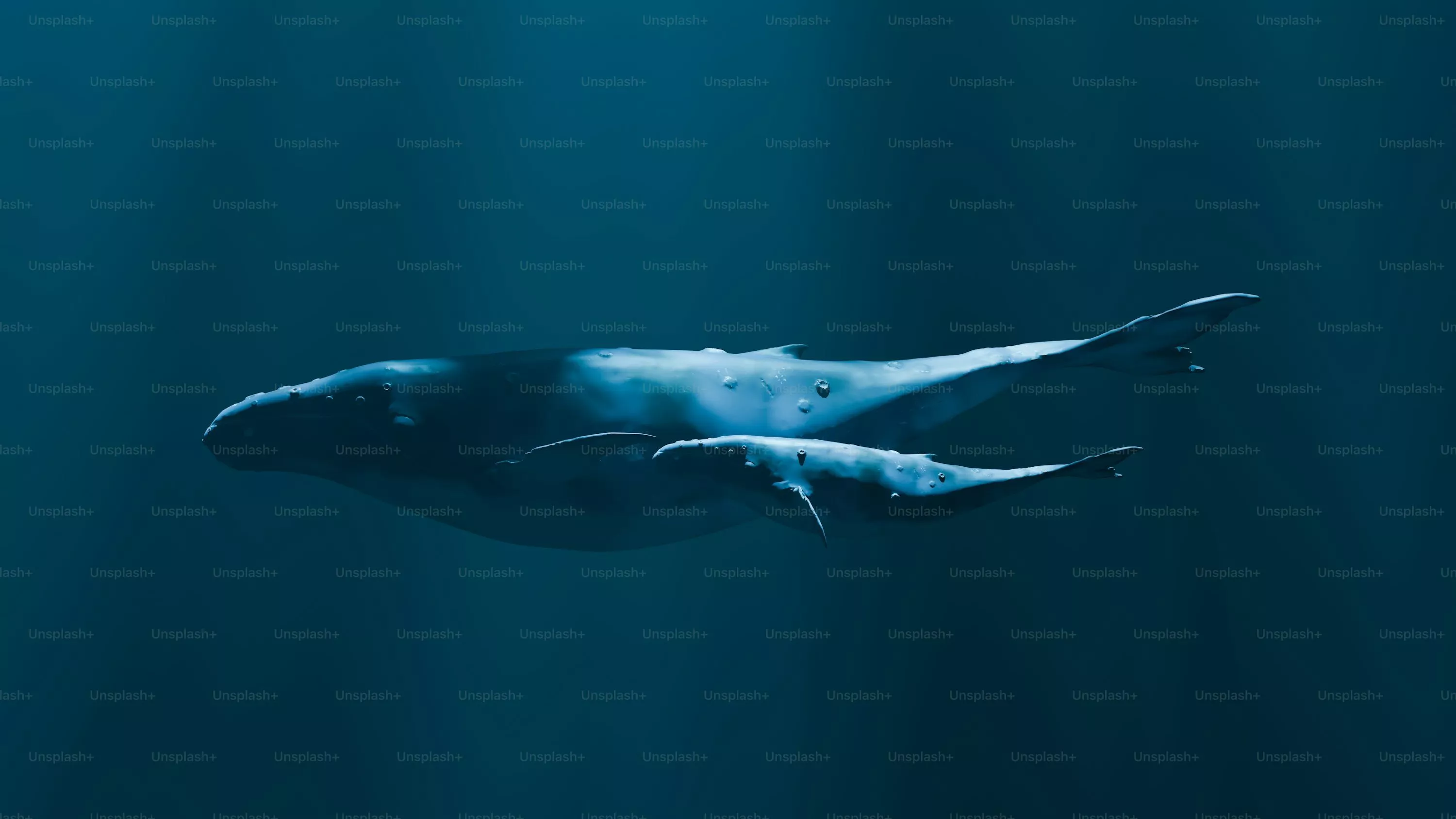 Whale Underwater Picture. Download