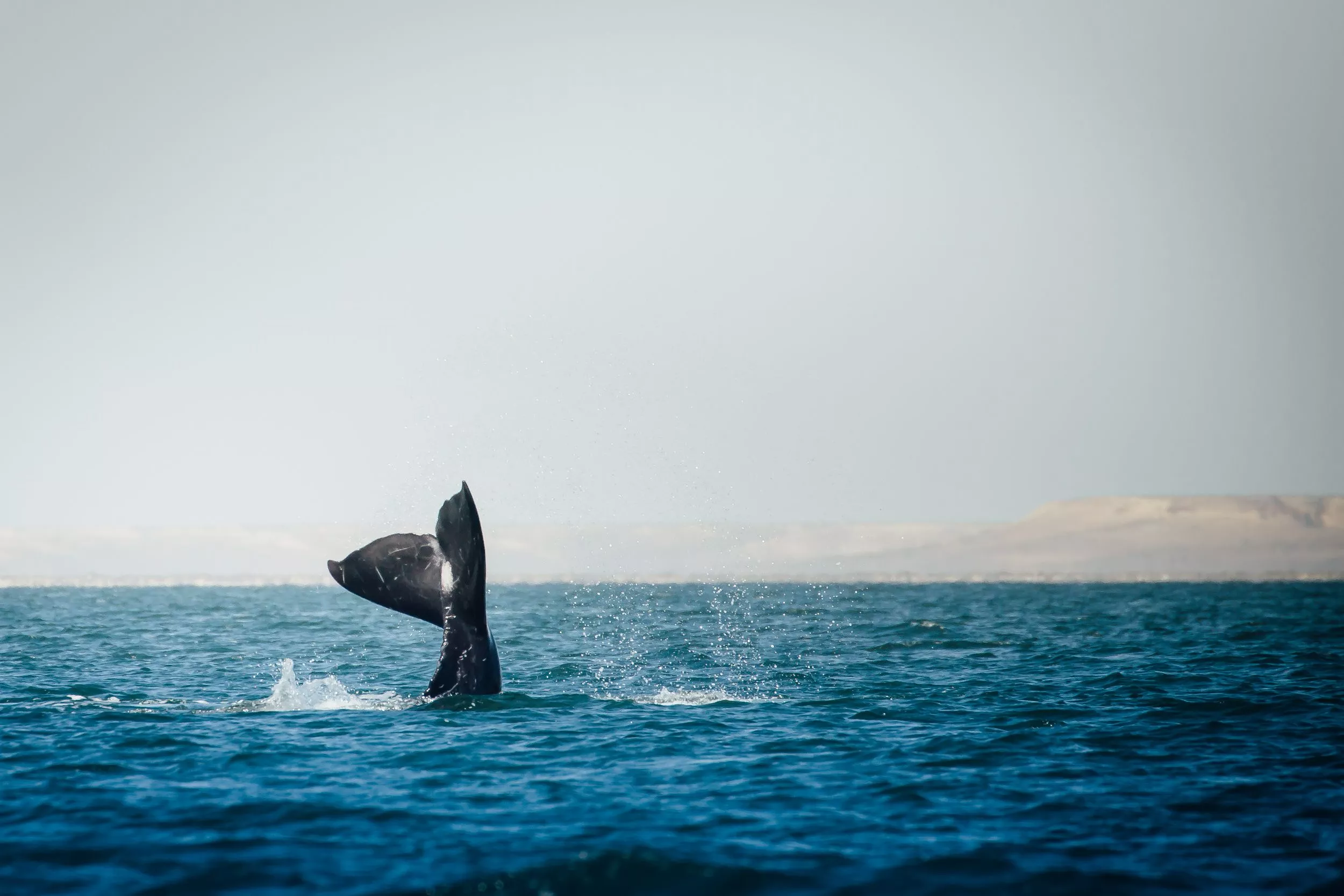 Whale Tail