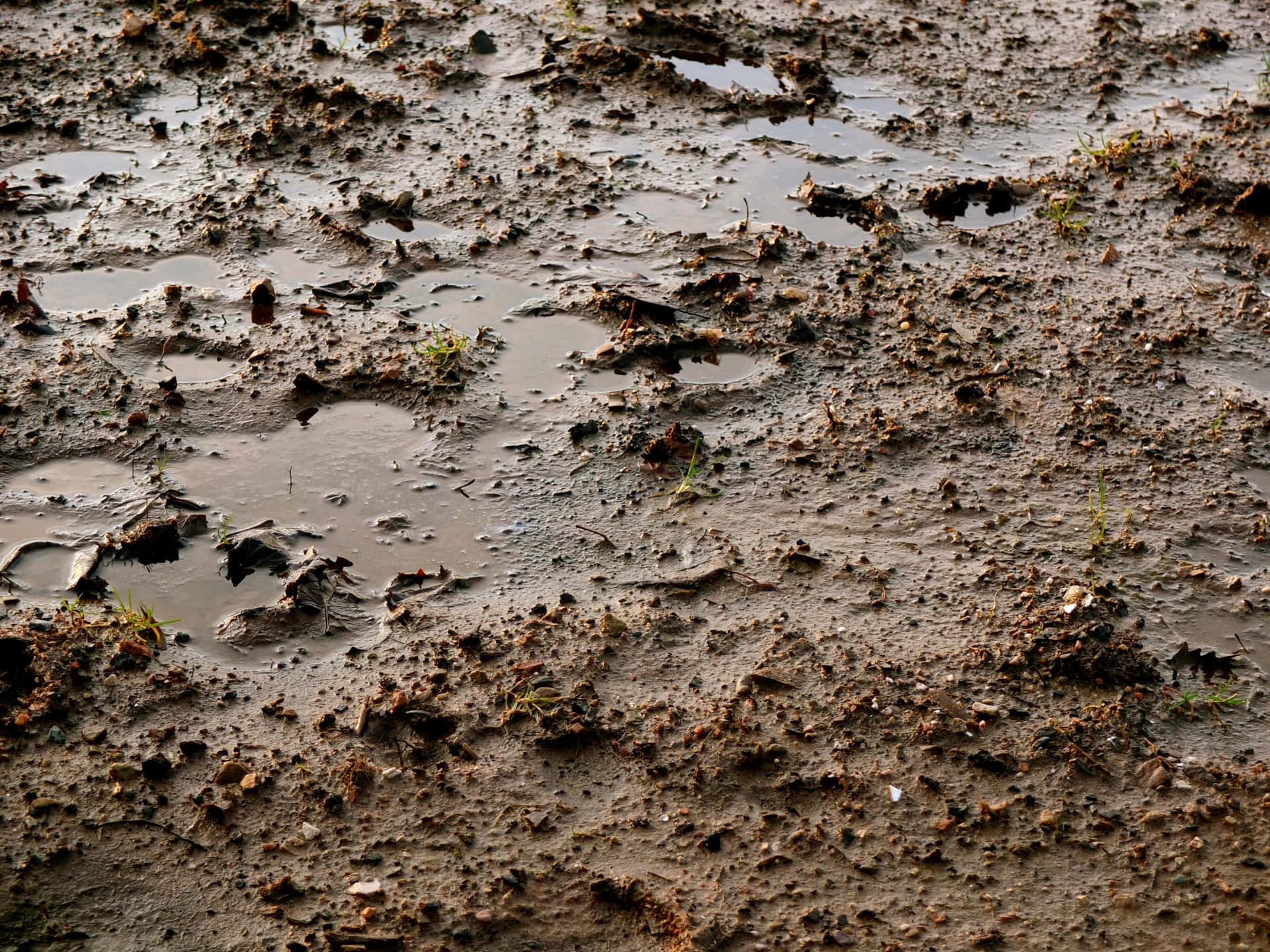 Mud Background