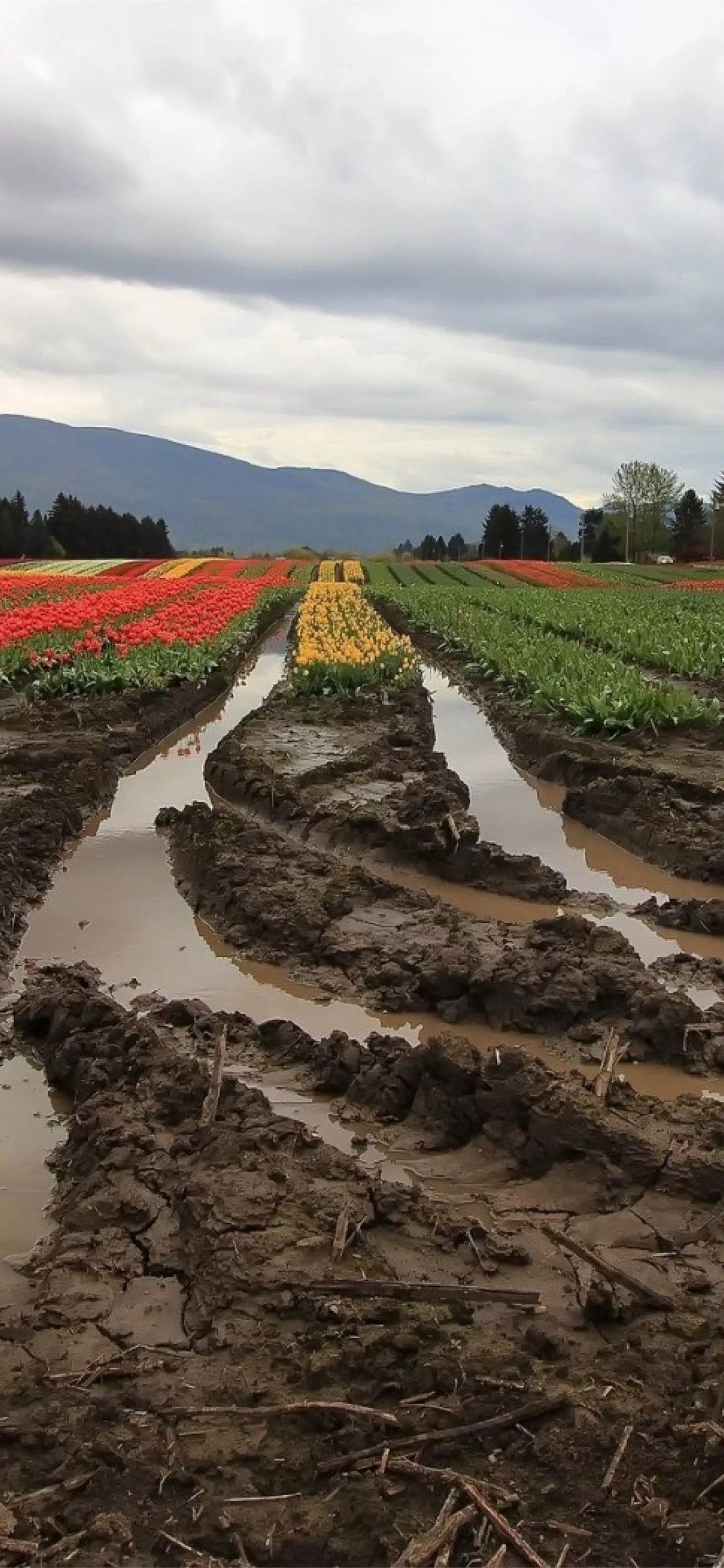 mud iPhone Wallpaper Free Download