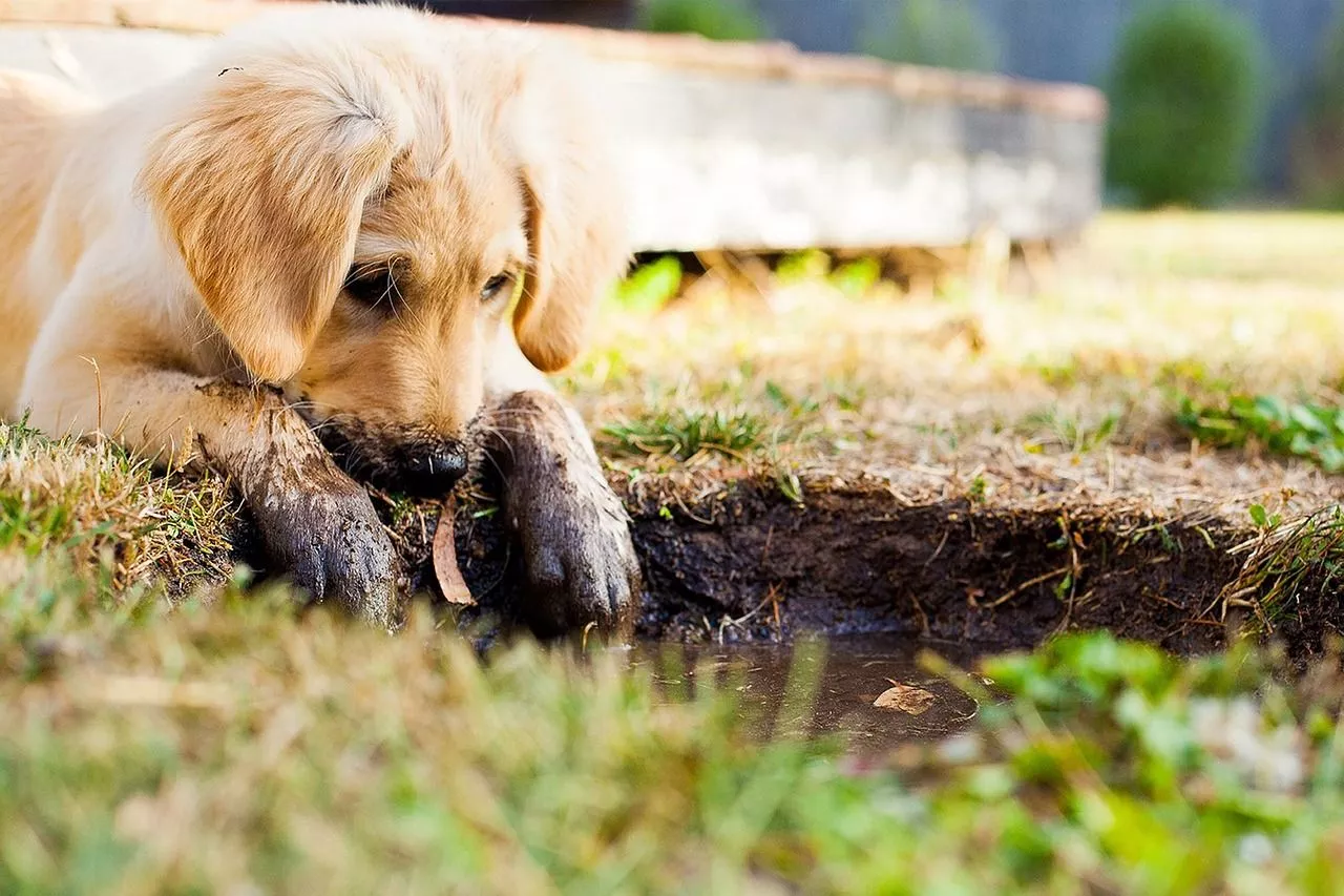 10,Free Muddy Puppy & Puppy Image