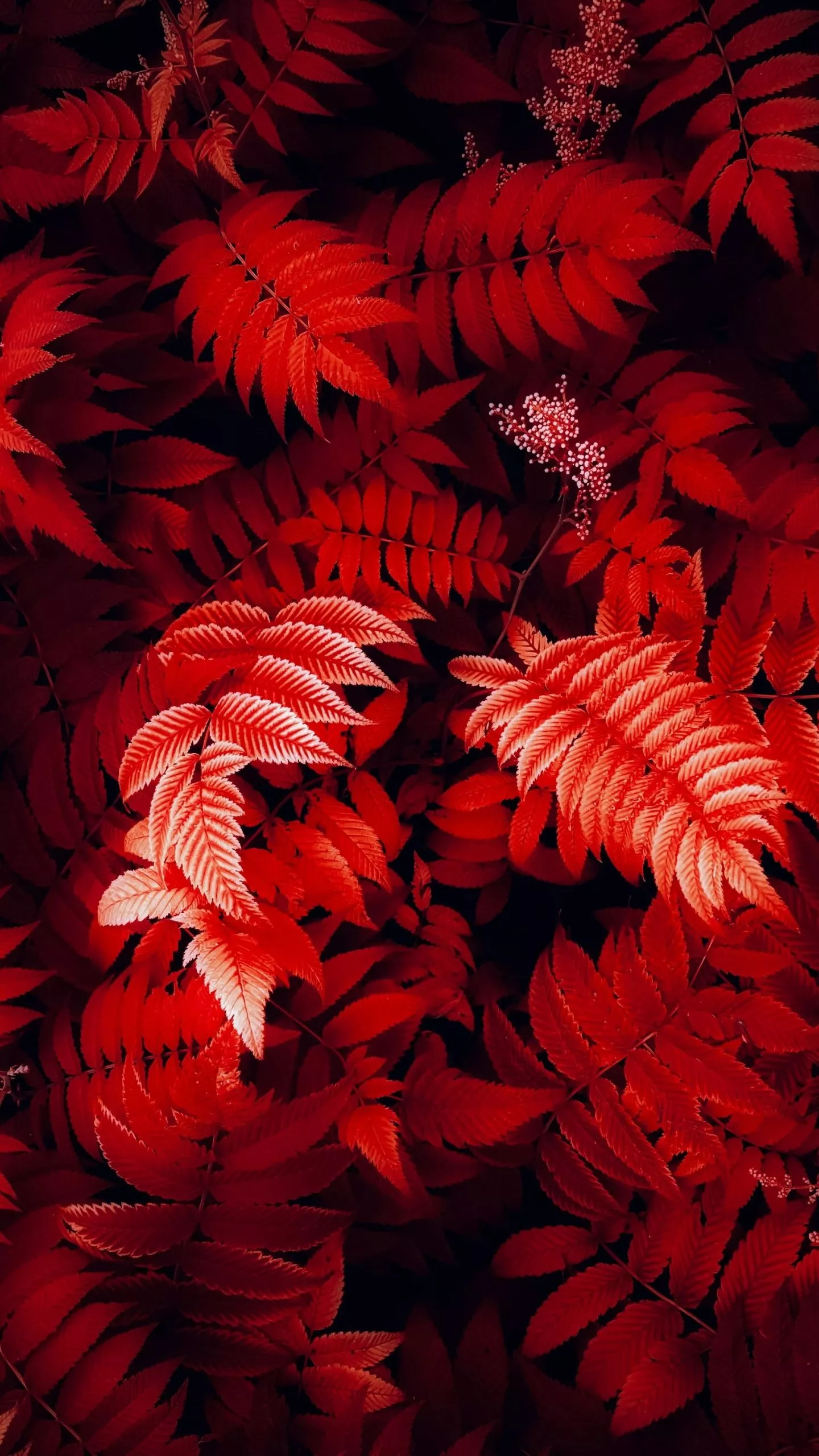 Red leaves Wallpaper 4K, Foliage