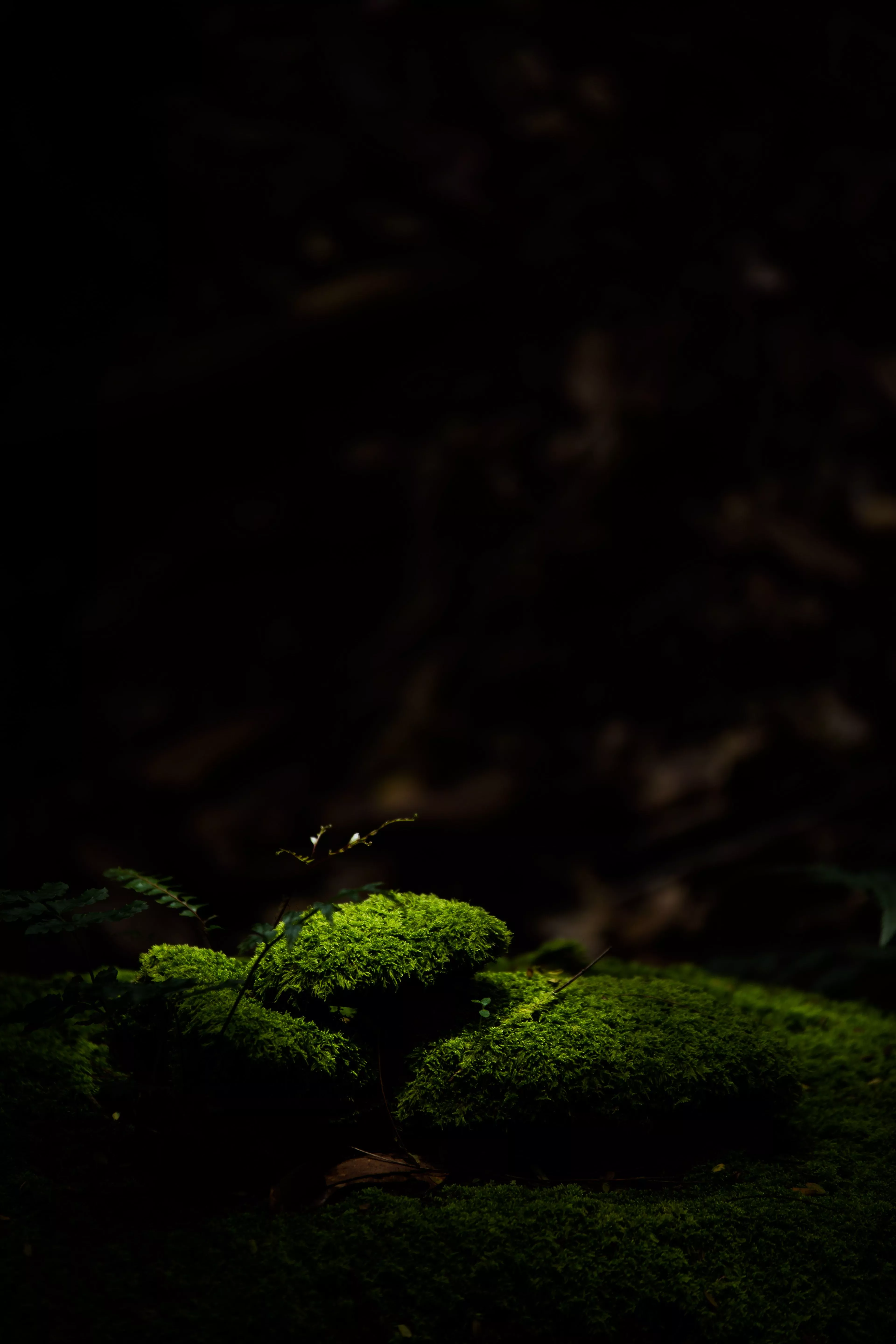 Wallpaper Nature, Green, Black, Light