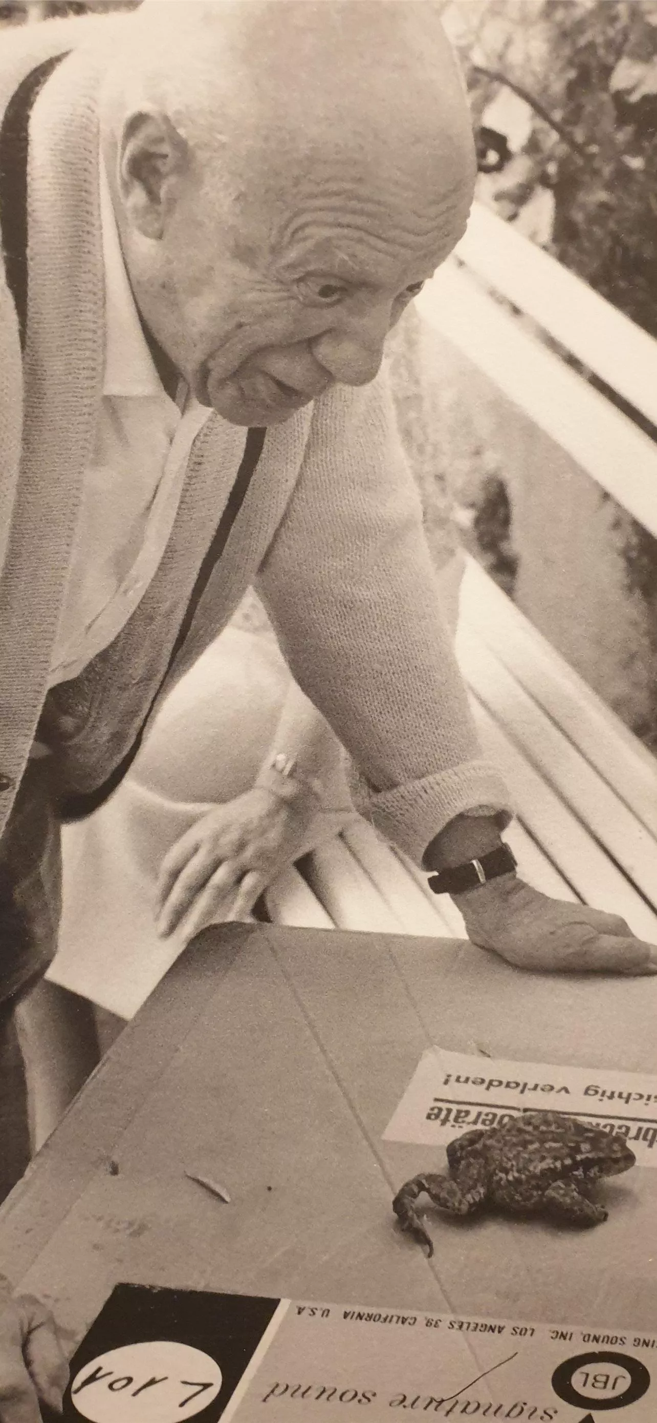 lil frog frogs iPhone Wallpaper