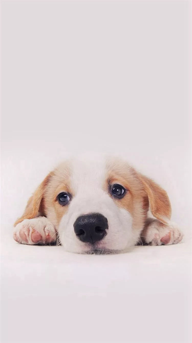 Cute Puppy Dog Pet iPhone 8 Wallpaper