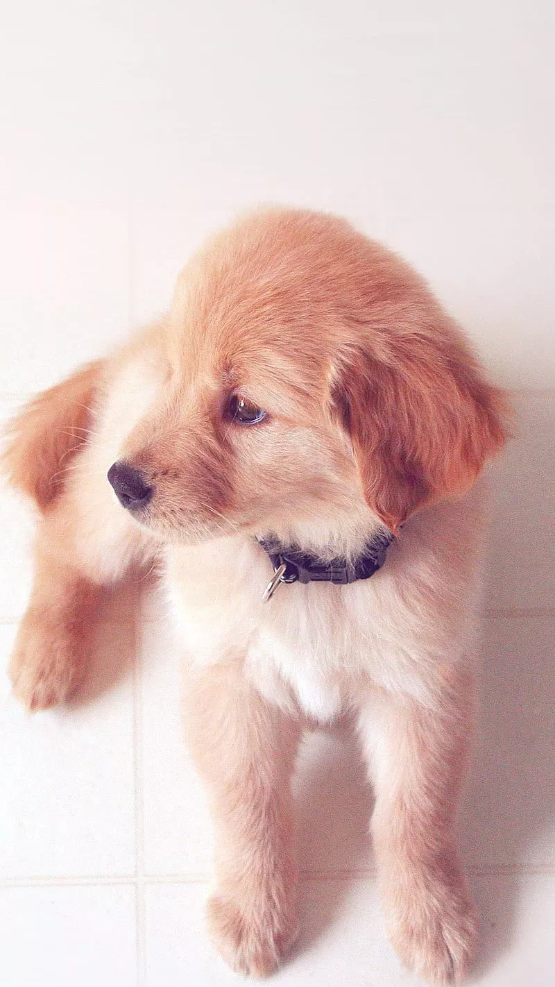 Cute Puppy, dog, animal, HD phone