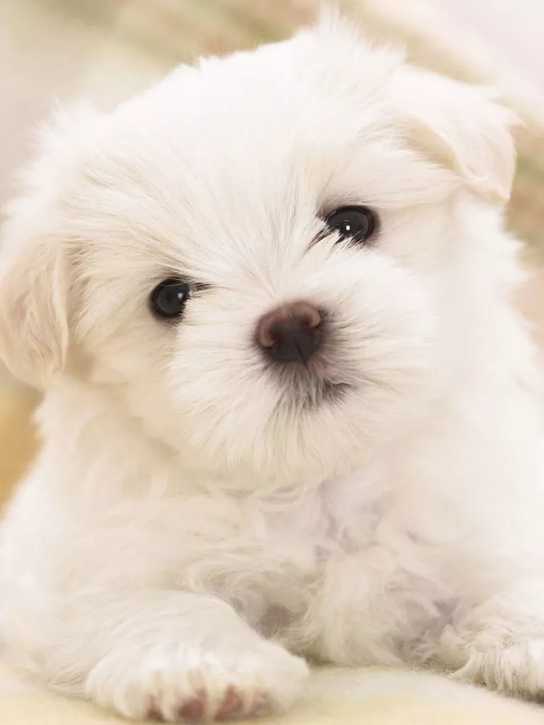Maltese (Puppy, Cute, White) HD Dog