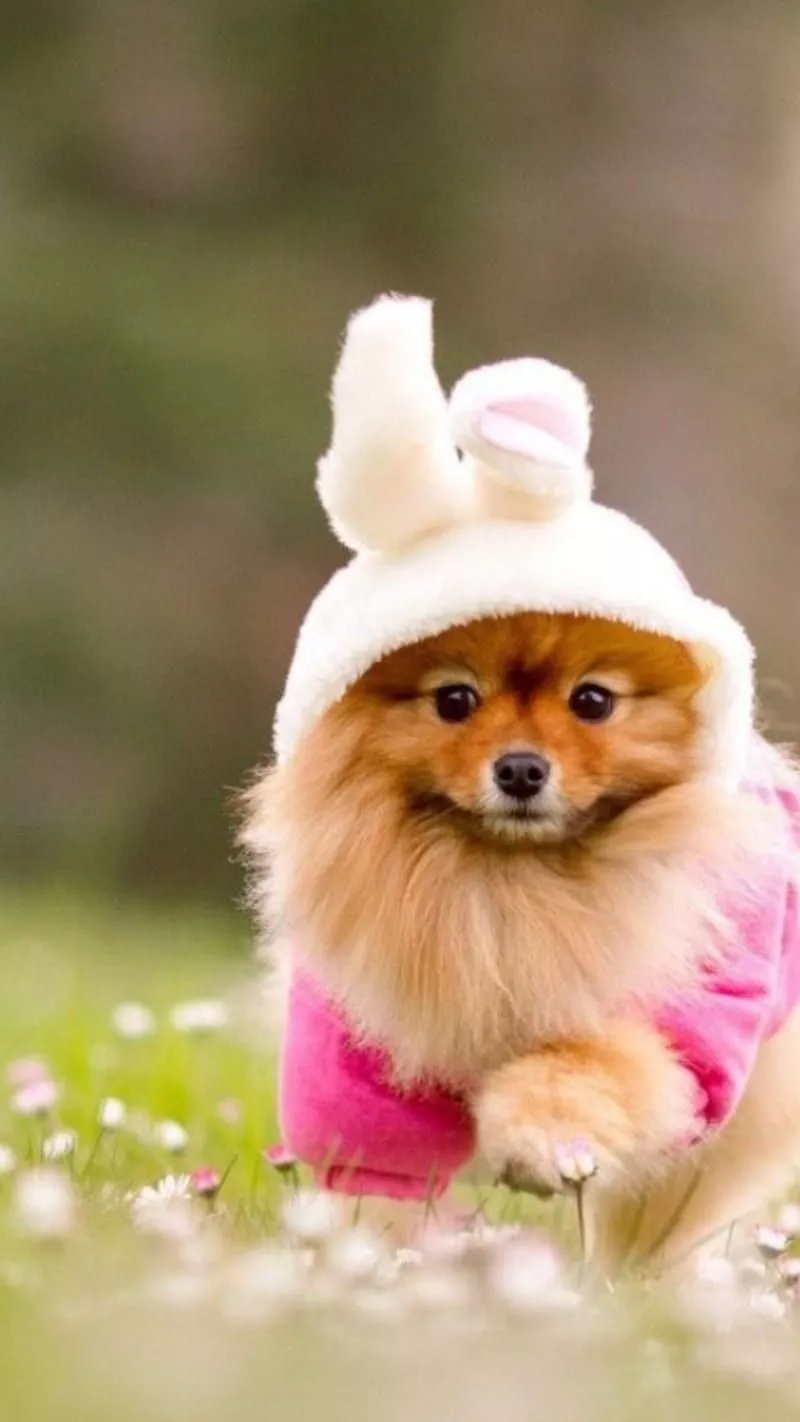 Cute dog, dogs, puppies, puppy, sweet