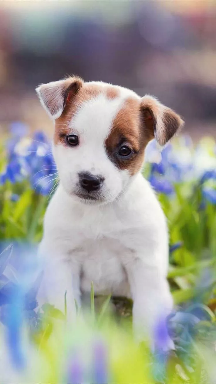 Puppy Wallpaper