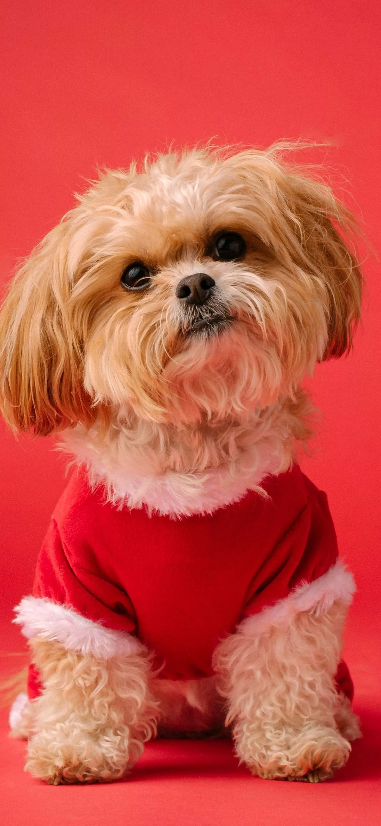 Shih Tzu Wallpaper 4K, Cute dog, Red