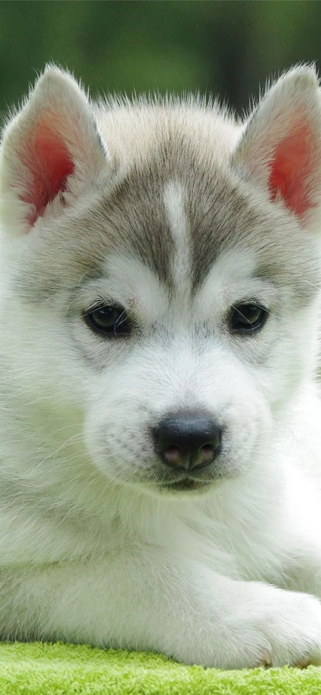 Cute Husky Puppy 4K Ultra HD Mobile