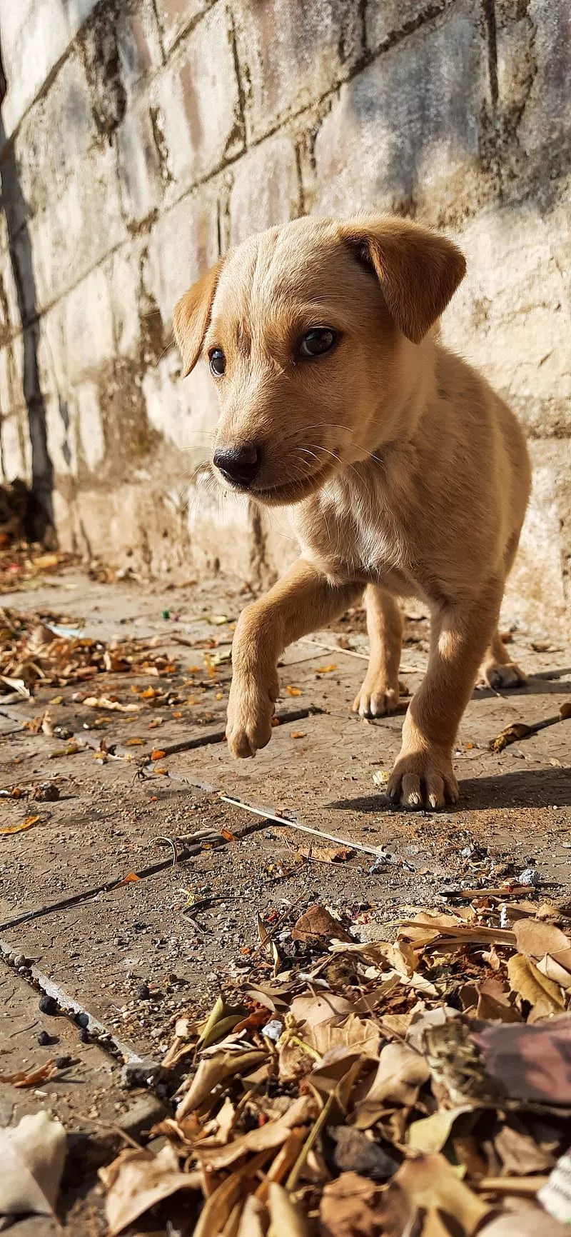 Cute Puppy, bonito, christmas, dog