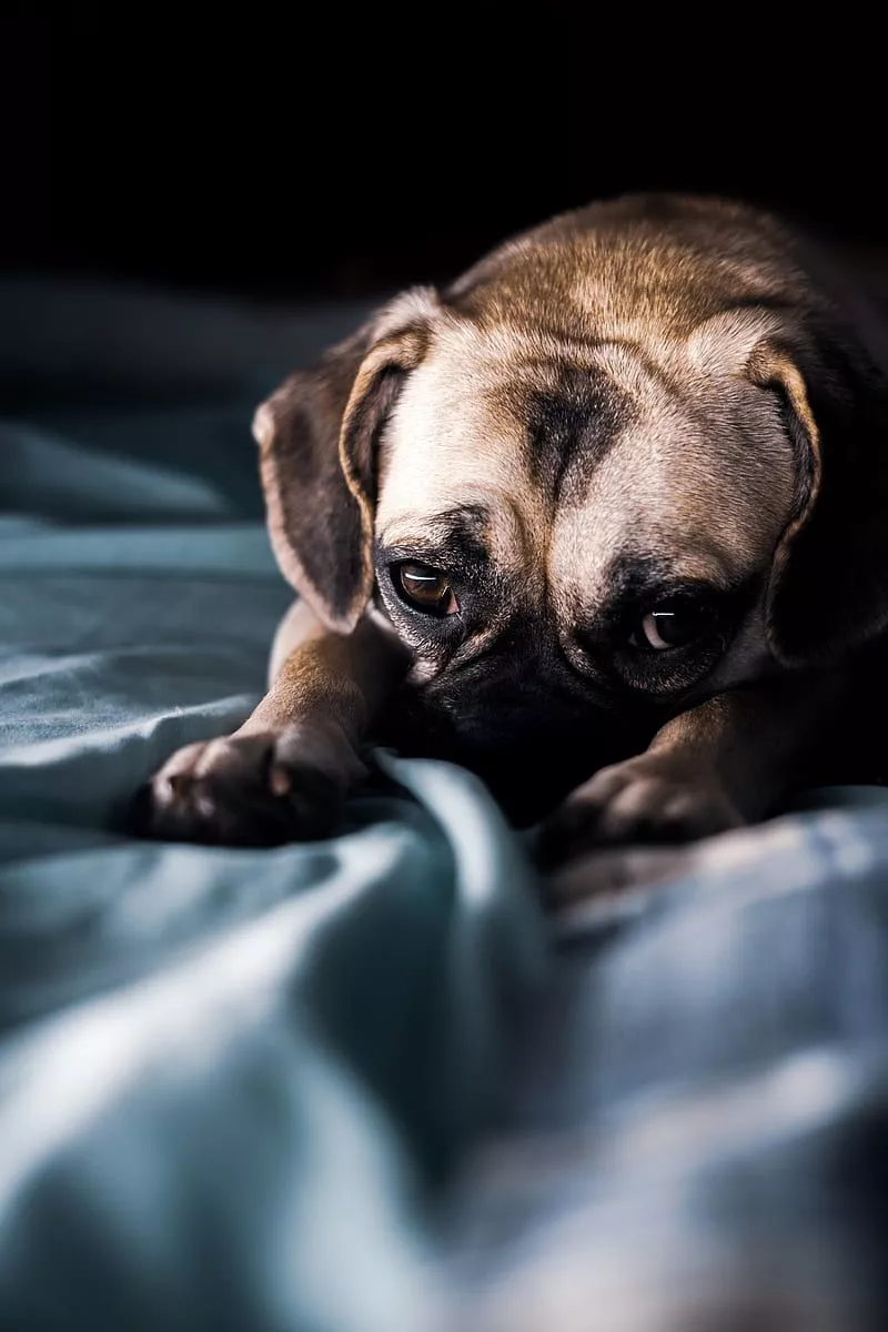 HD dog iphone wallpaper