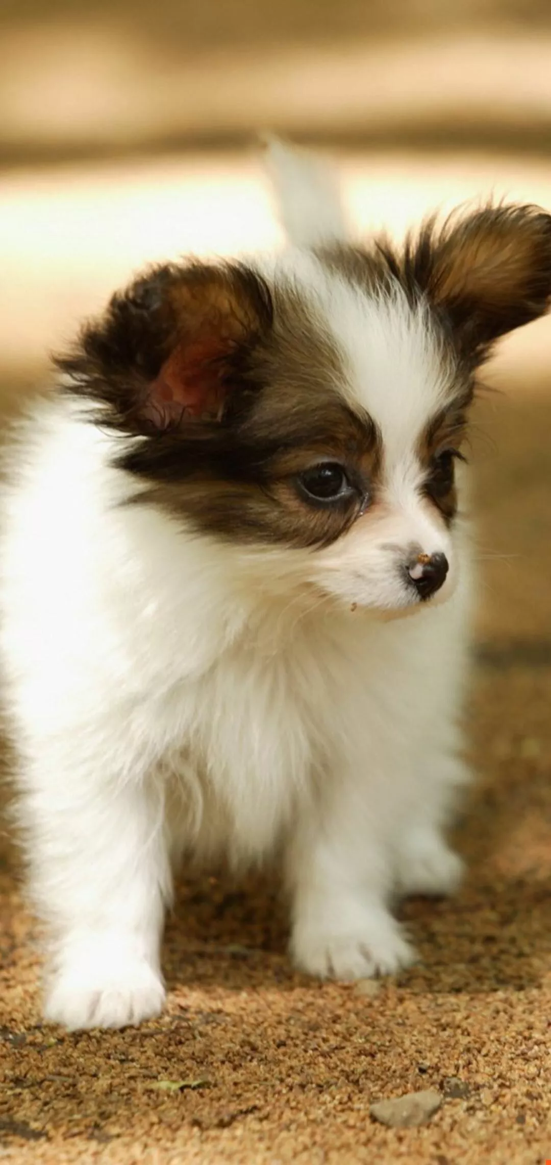 Papillon Dog Wallpaper