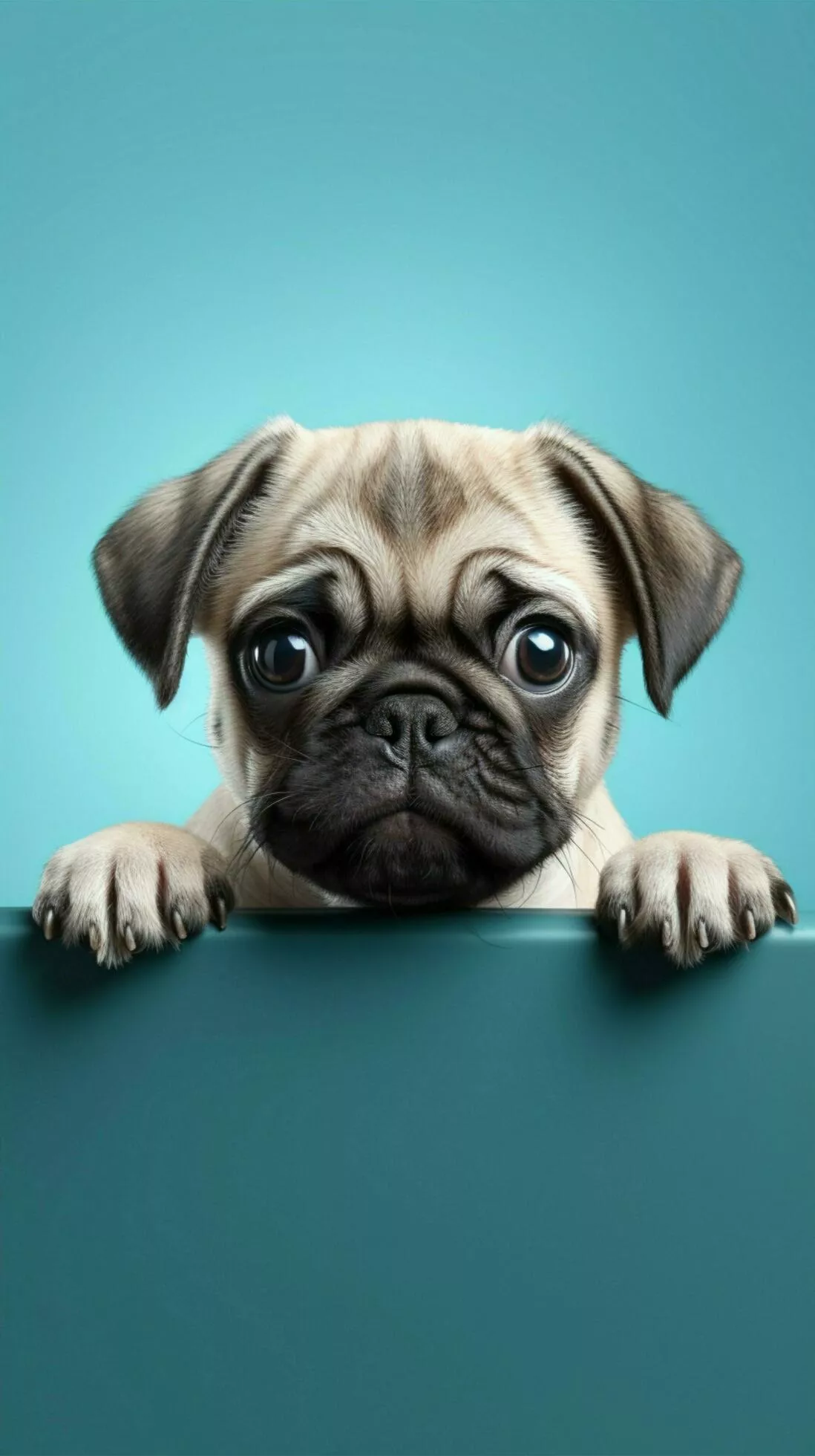 Cute puppy dog pug above banner look