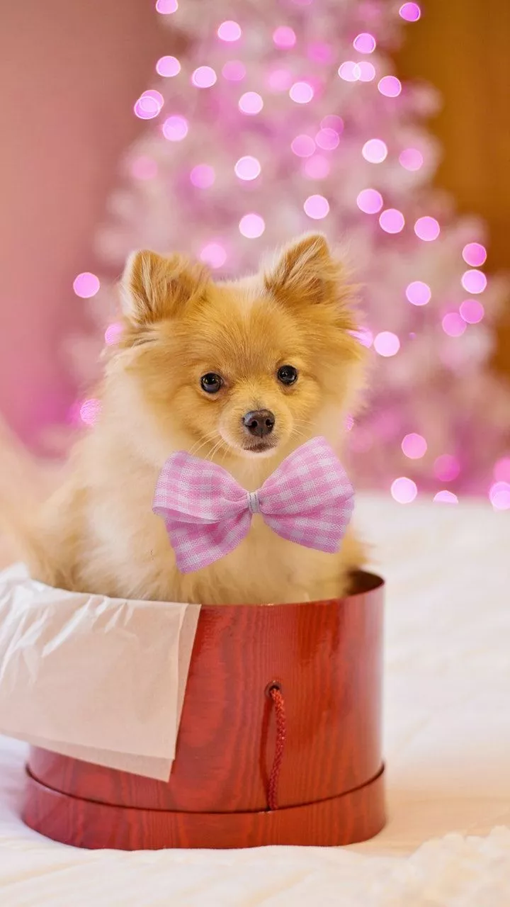 Puppy Wallpaper HD on the Amazon