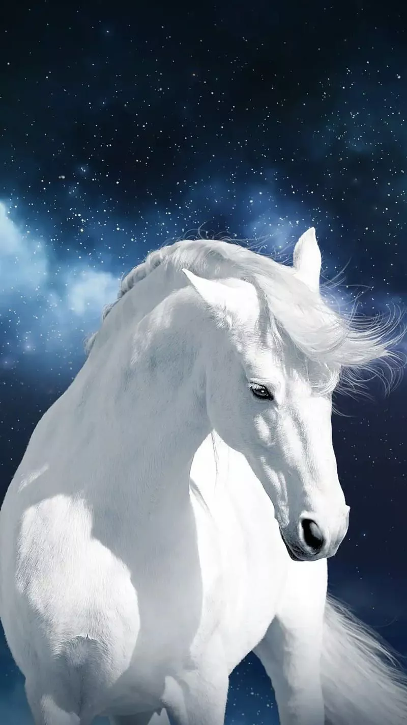 White horse, animal, HD phone wallpaper