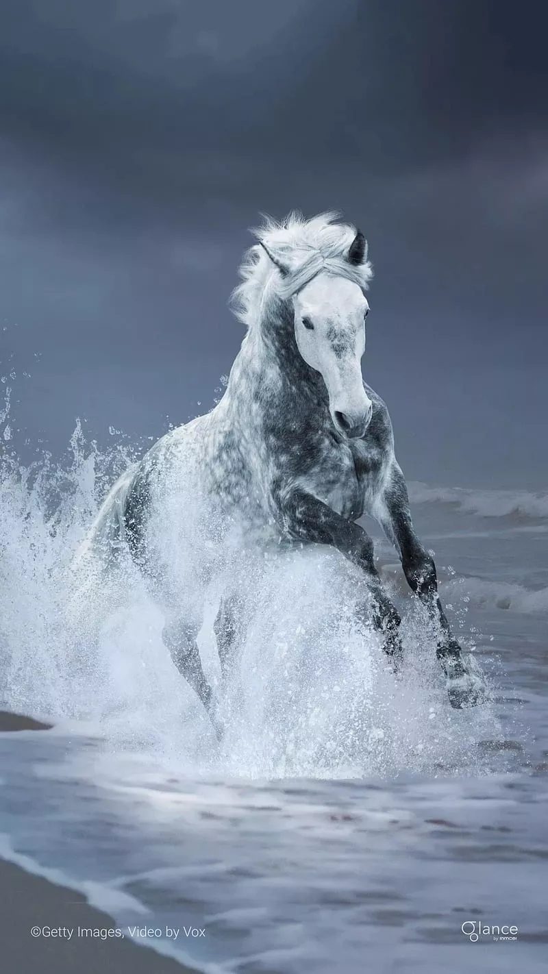 White horse, horse, horses, race, unicorn, wild, HD phone wallpaper
