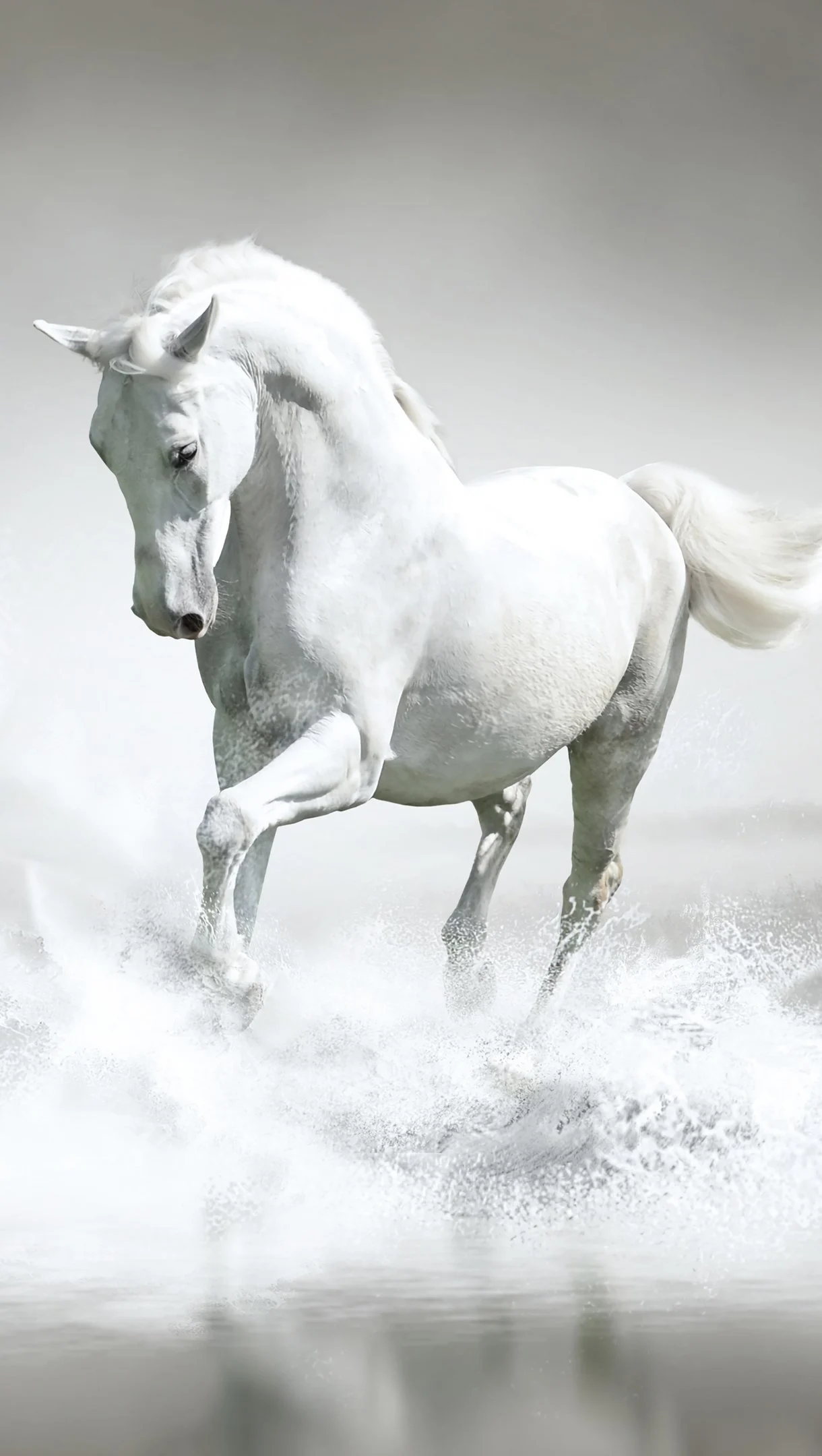 White horse Wallpaper 4k for iPhone and Mobile Phone