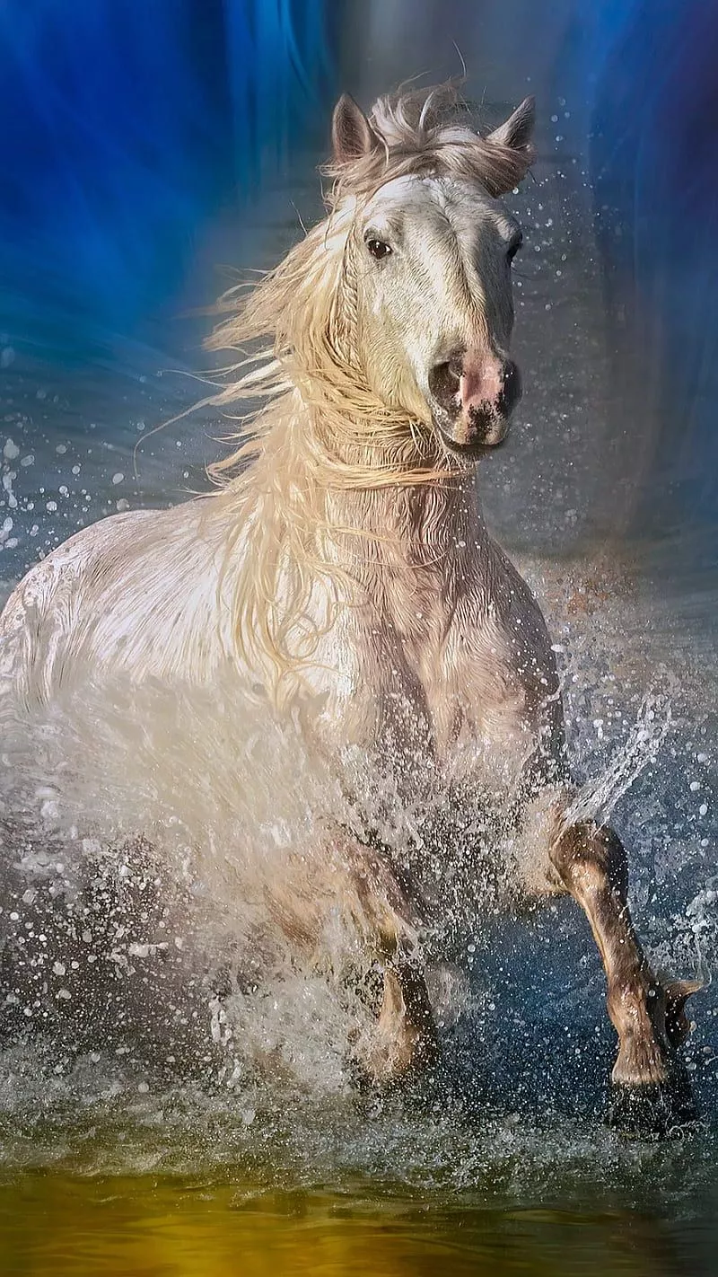 HD running horse in water wallpaper