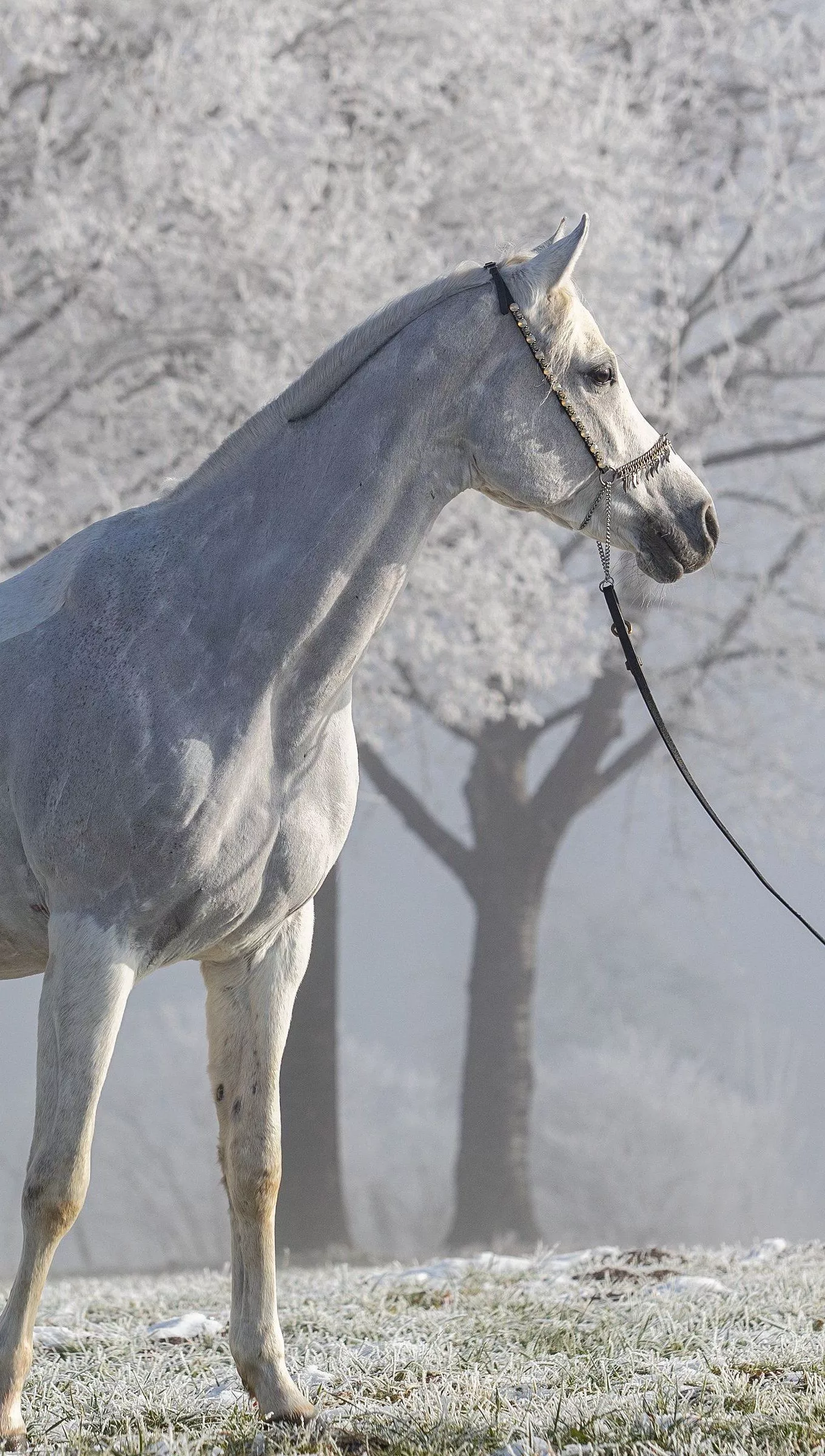 White horse Wallpaper 4k for iPhone and Mobile Phone