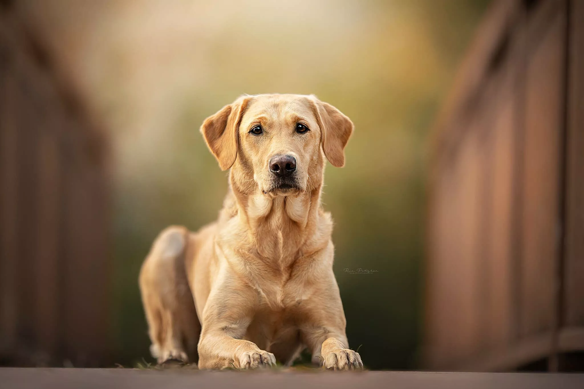 Labrador Retriever Wallpaper 84