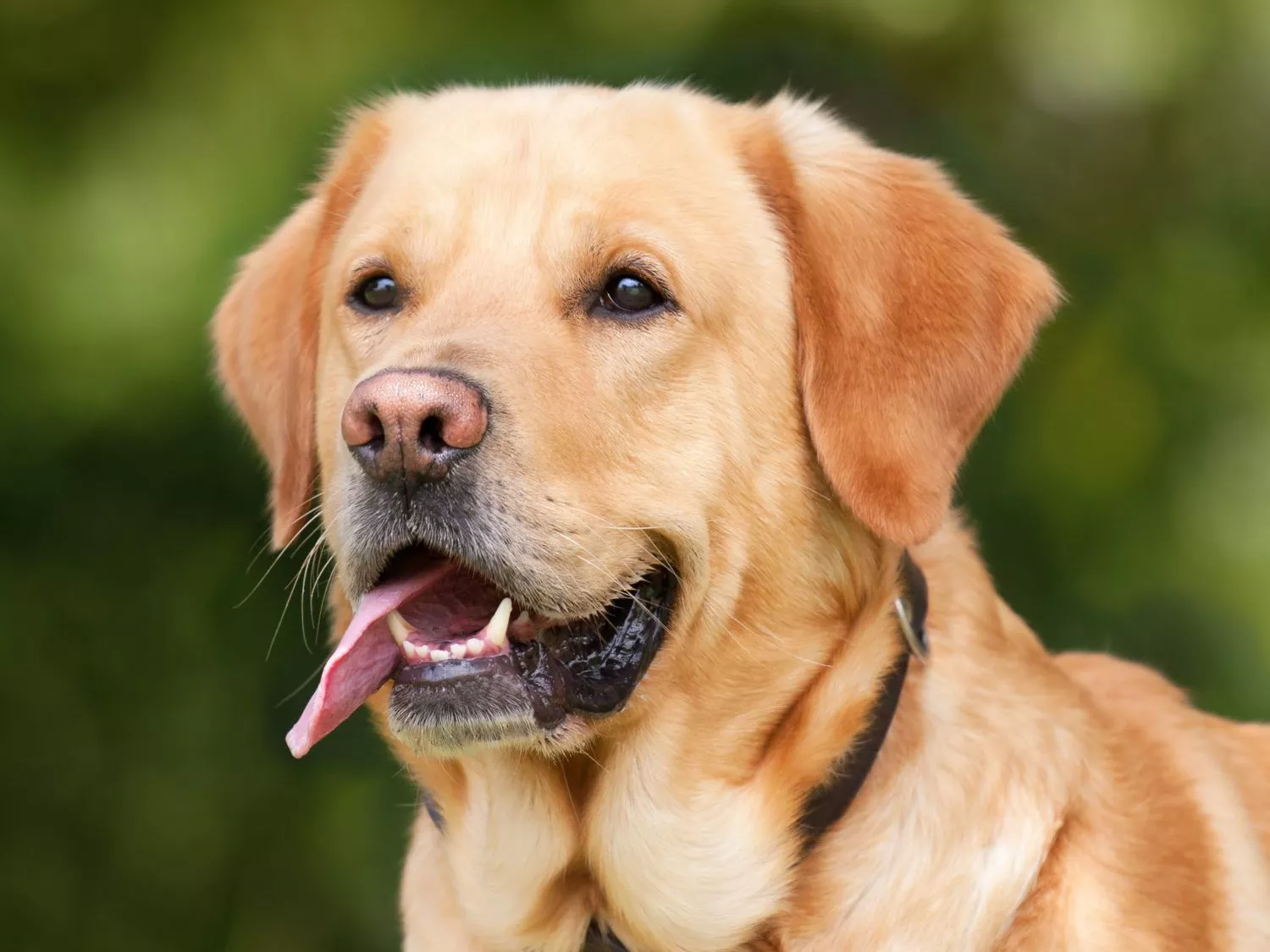 Labrador Retriever: a versatile