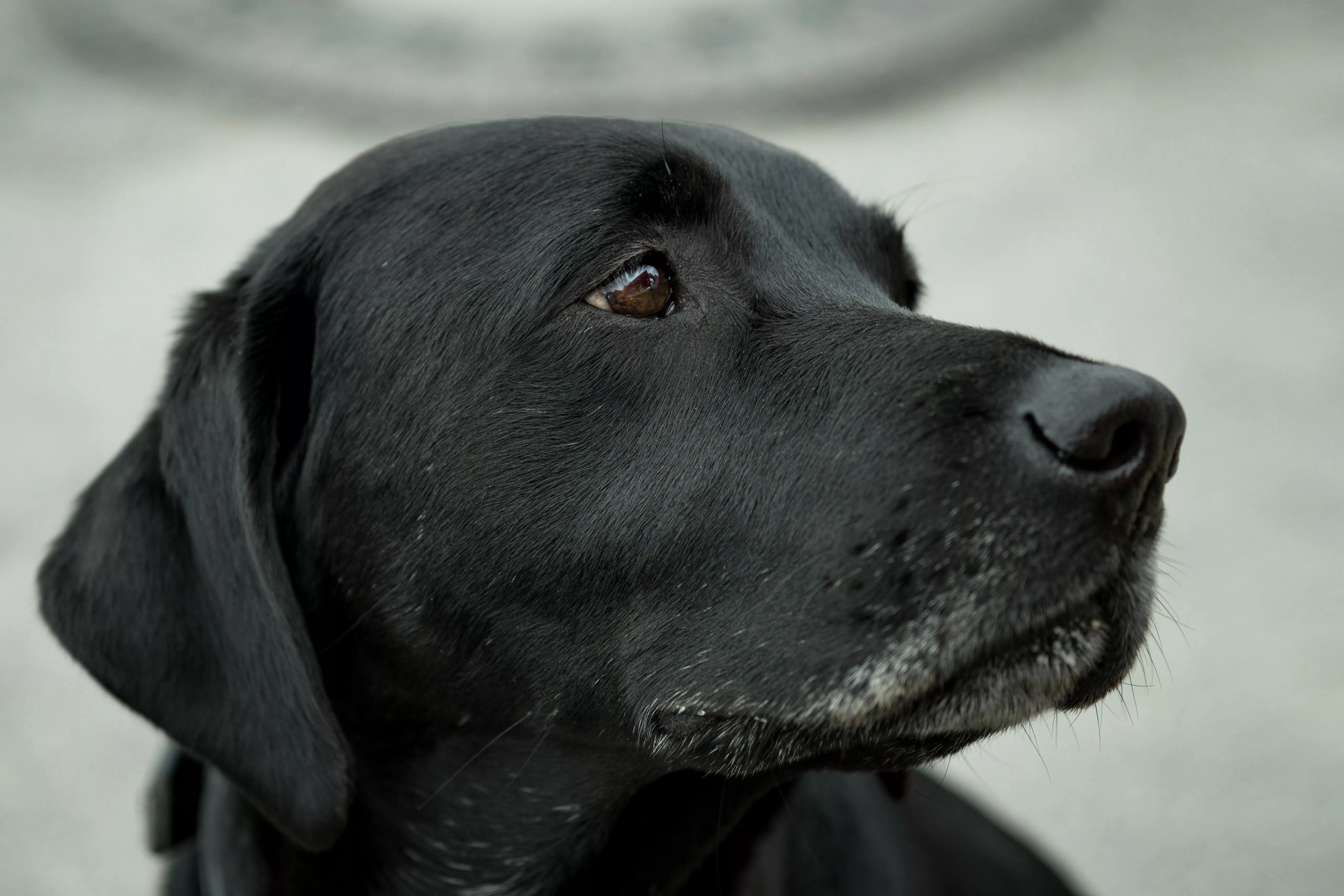 Labrador Retriever Photo, Download